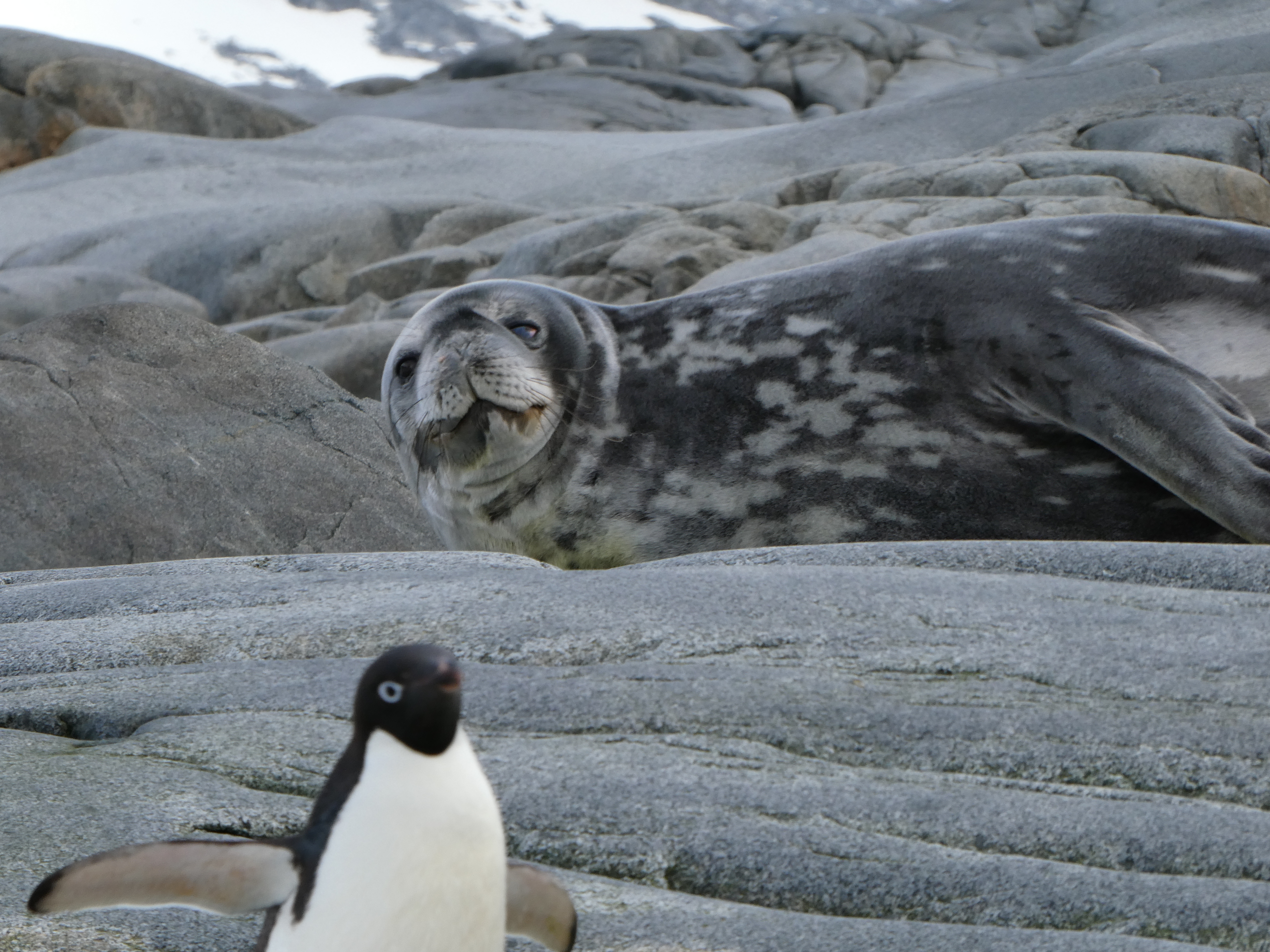 Expedition to Antarctica: Weddell Sea Cruise