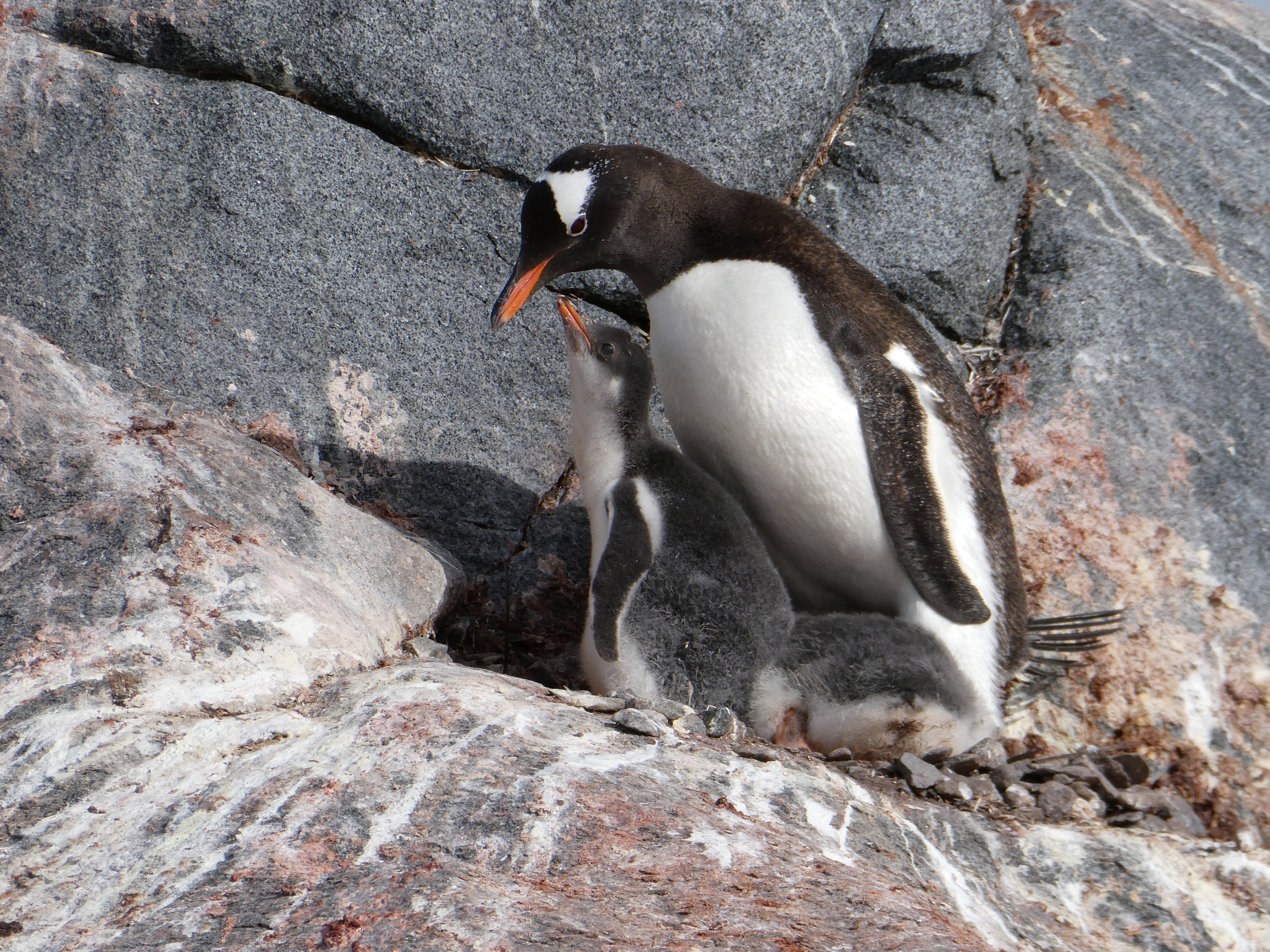 Expedition to Antarctica: Weddell Sea Cruise