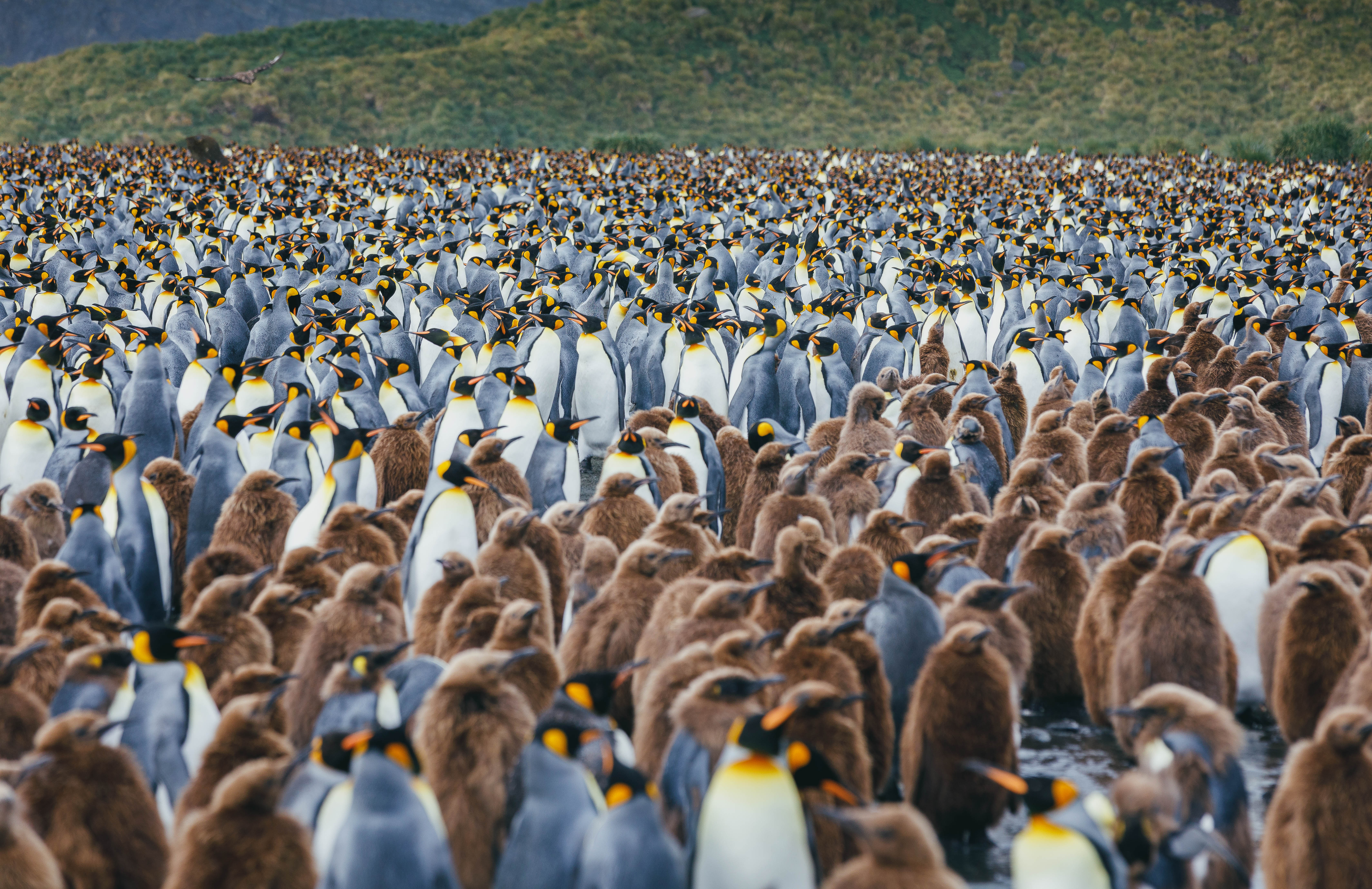 Penguins of the Far South: Falklands, South Georgia & Antarctica with special guest Billy Heaney