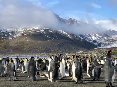 King Penguins, South Georgia - Antarctica trip cost