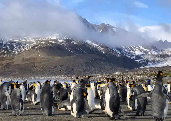 King Penguins, South Georgia - Antarctica trip cost