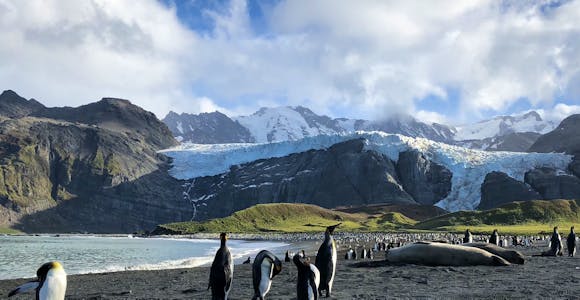King penguins mill around two elephant seals on the beach at Gold Harbour, South Georgia, against the backdrop of a hanging glacier