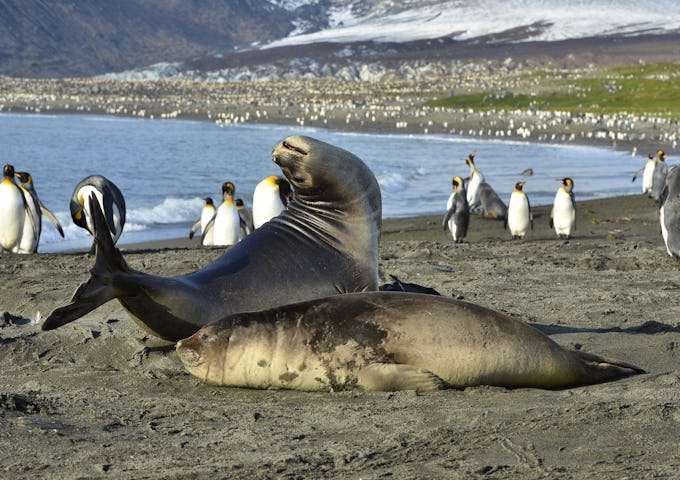 Elephant seals and king peguins on the beaches of South Georgia, Antarctica