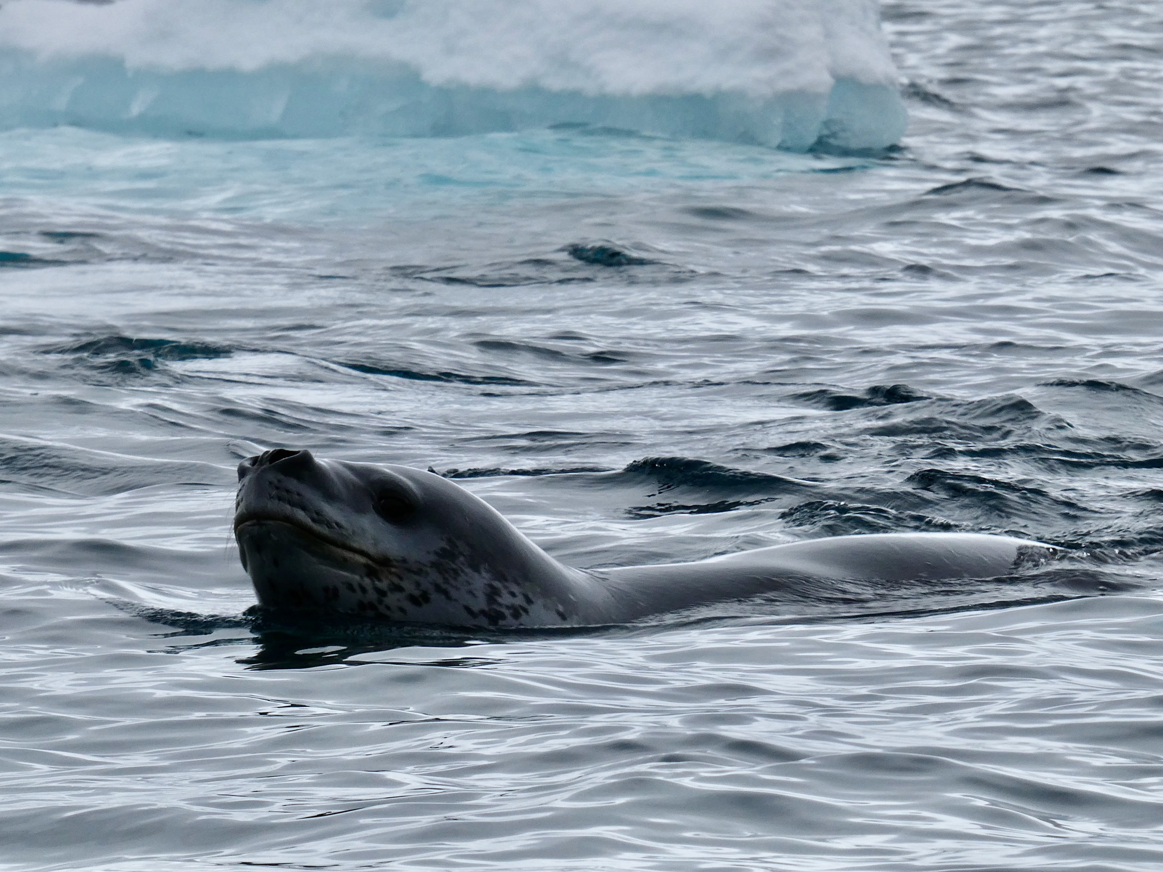 Iconic Antarctica - Extended Expedition
