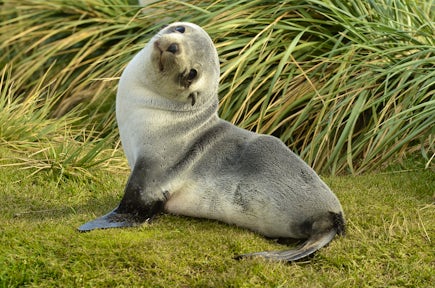 Fur seal pup, South Georgia