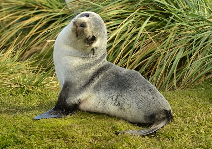 Fur seal pup, South Georgia