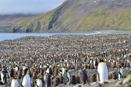 King Penguins in St Andrew's Bay, South Georgia