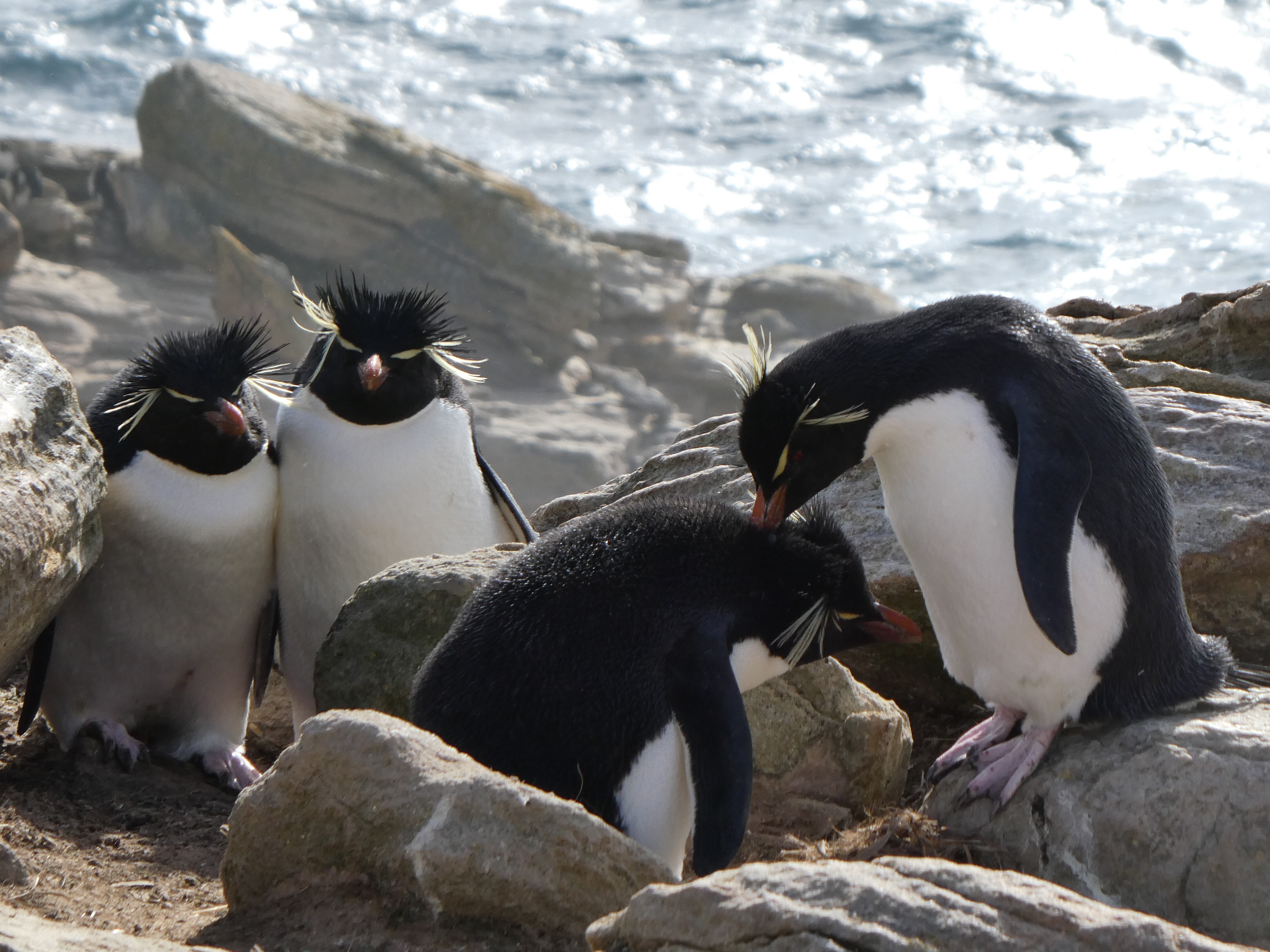 Rockhopper penguins New Island Falklands NG Endurance