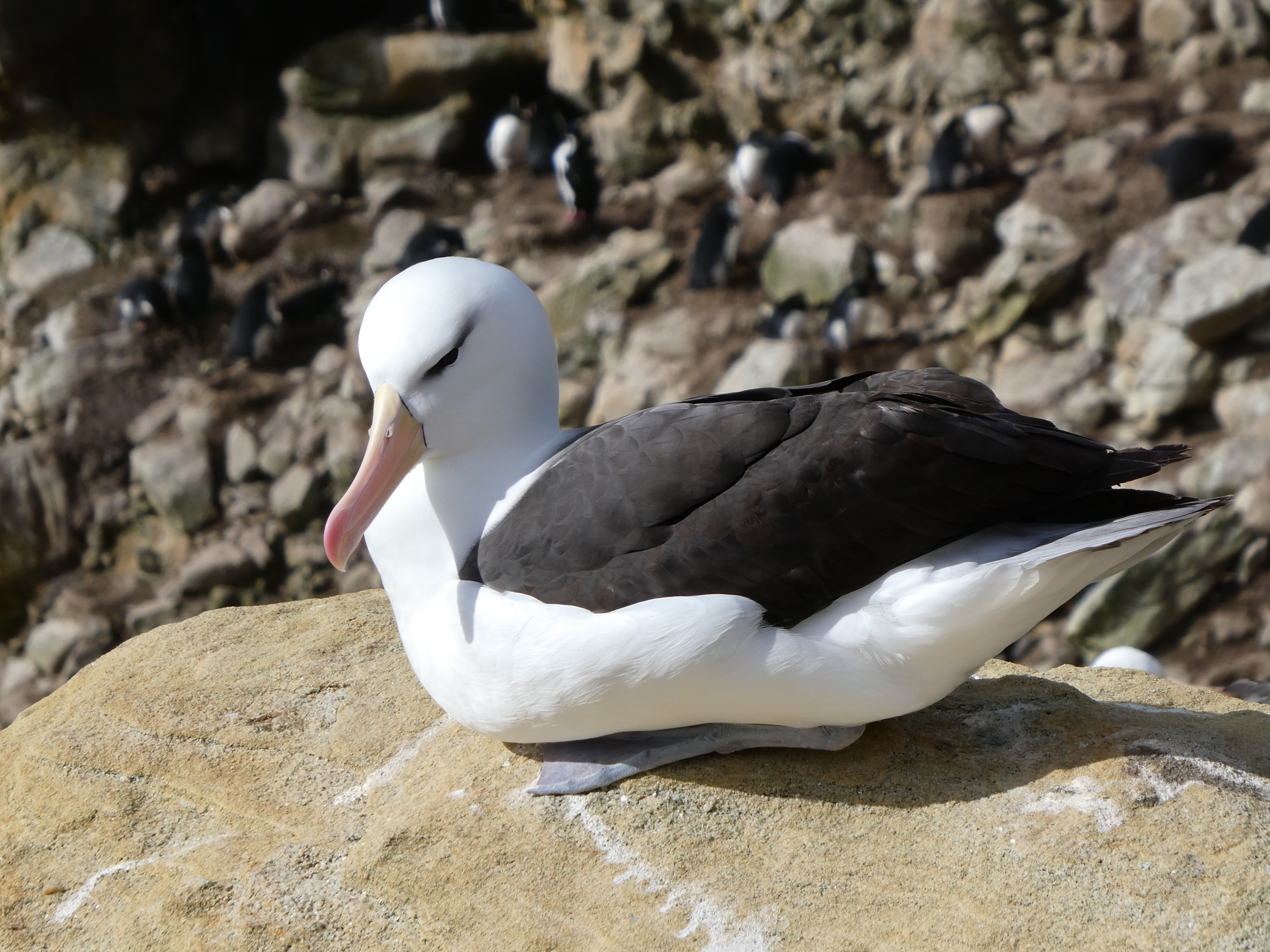 Black browed albatross New Island Falklands
