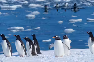 Wildlife