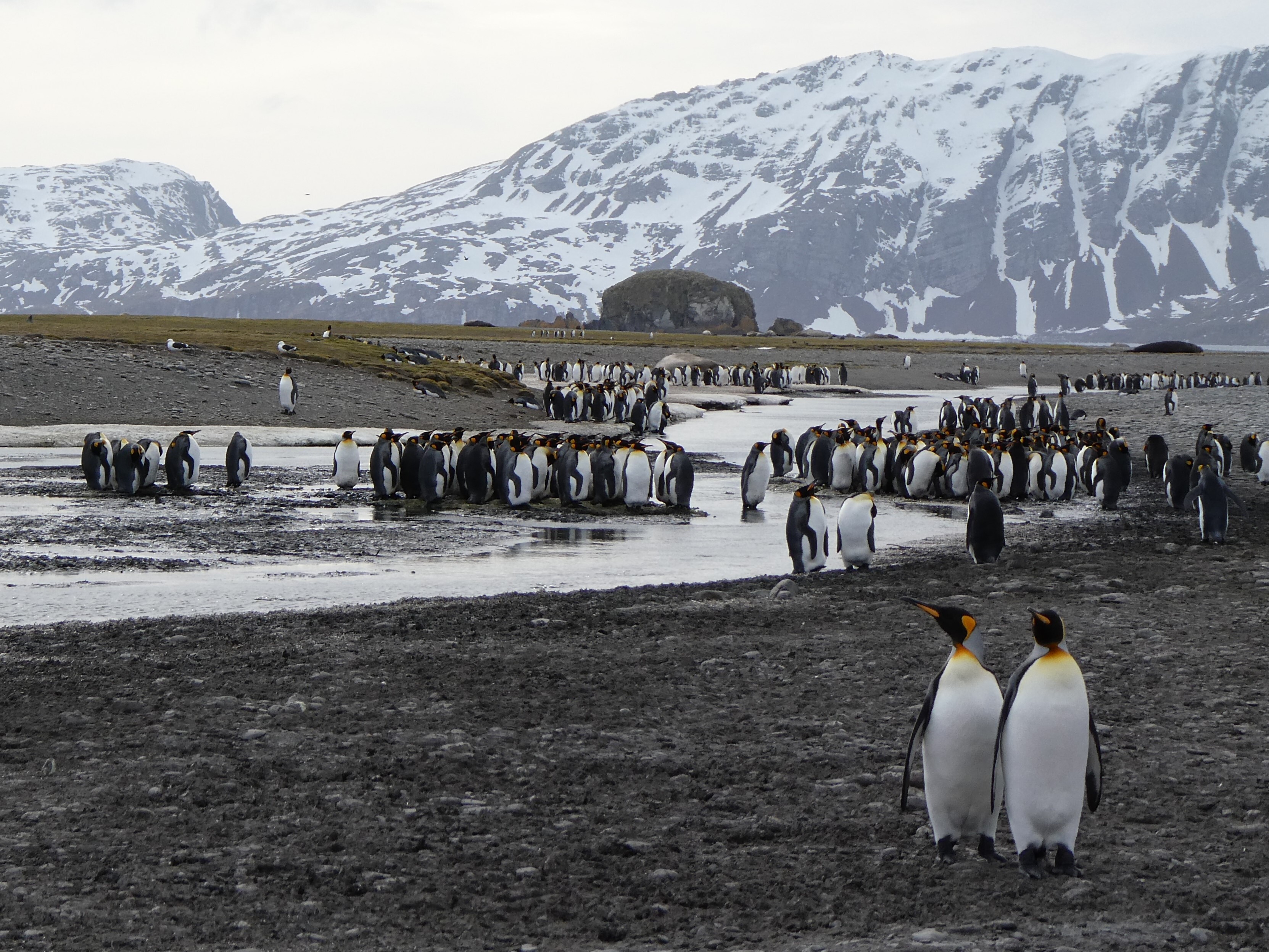 King penguins on Salisbury Plain, South Georgia