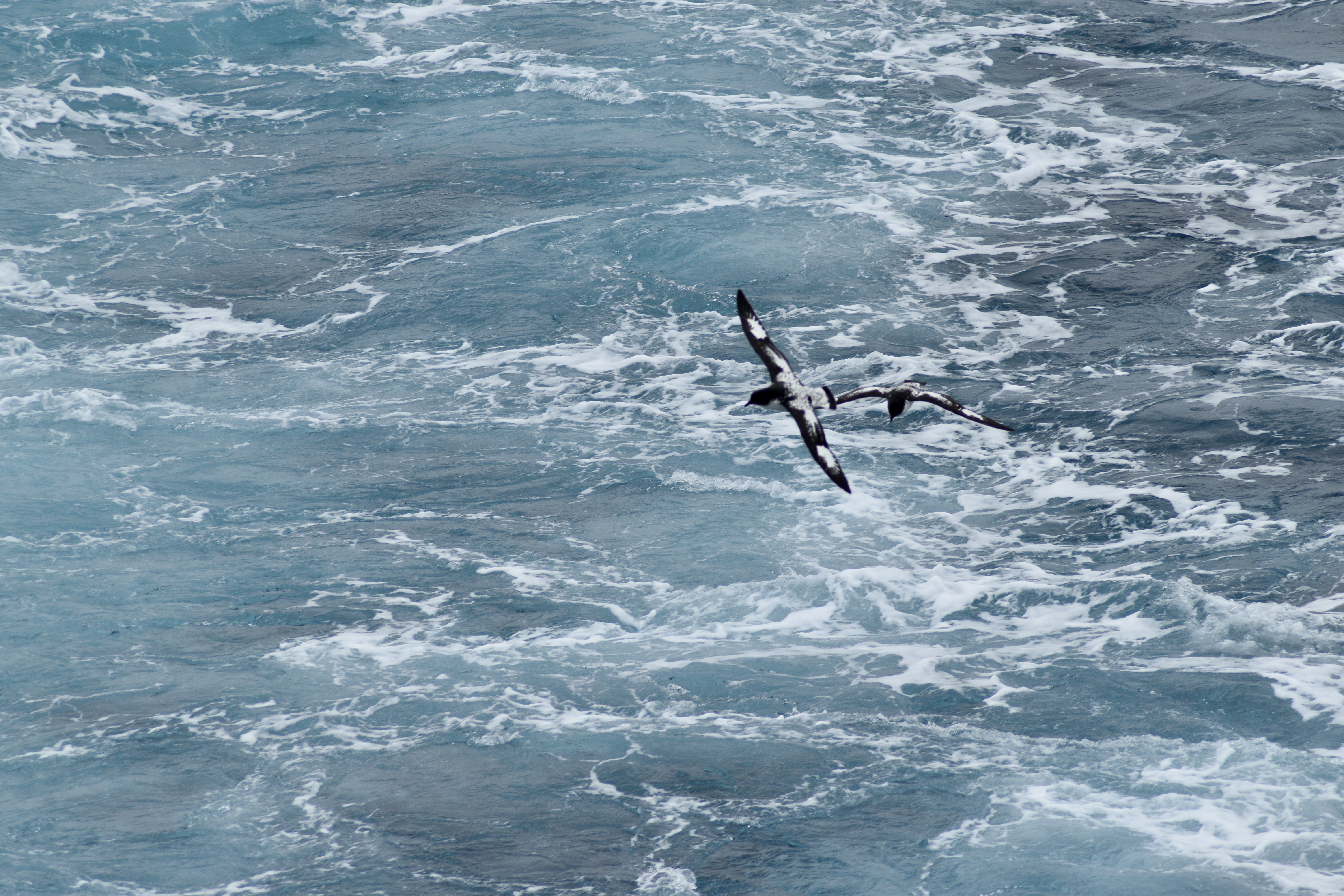 Two cape petrels flying side by side over the sea on the Drake Passage