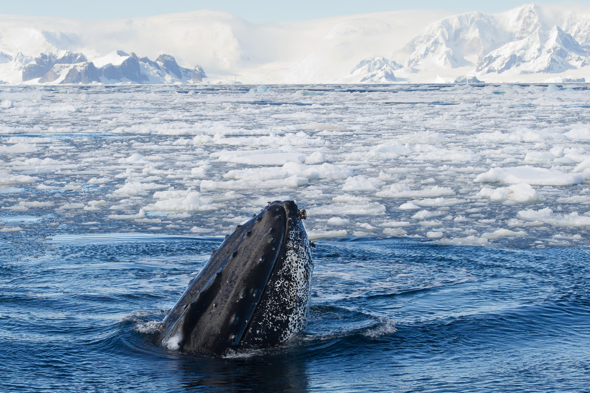 Complete Antarctica: Sail In, Fly Out