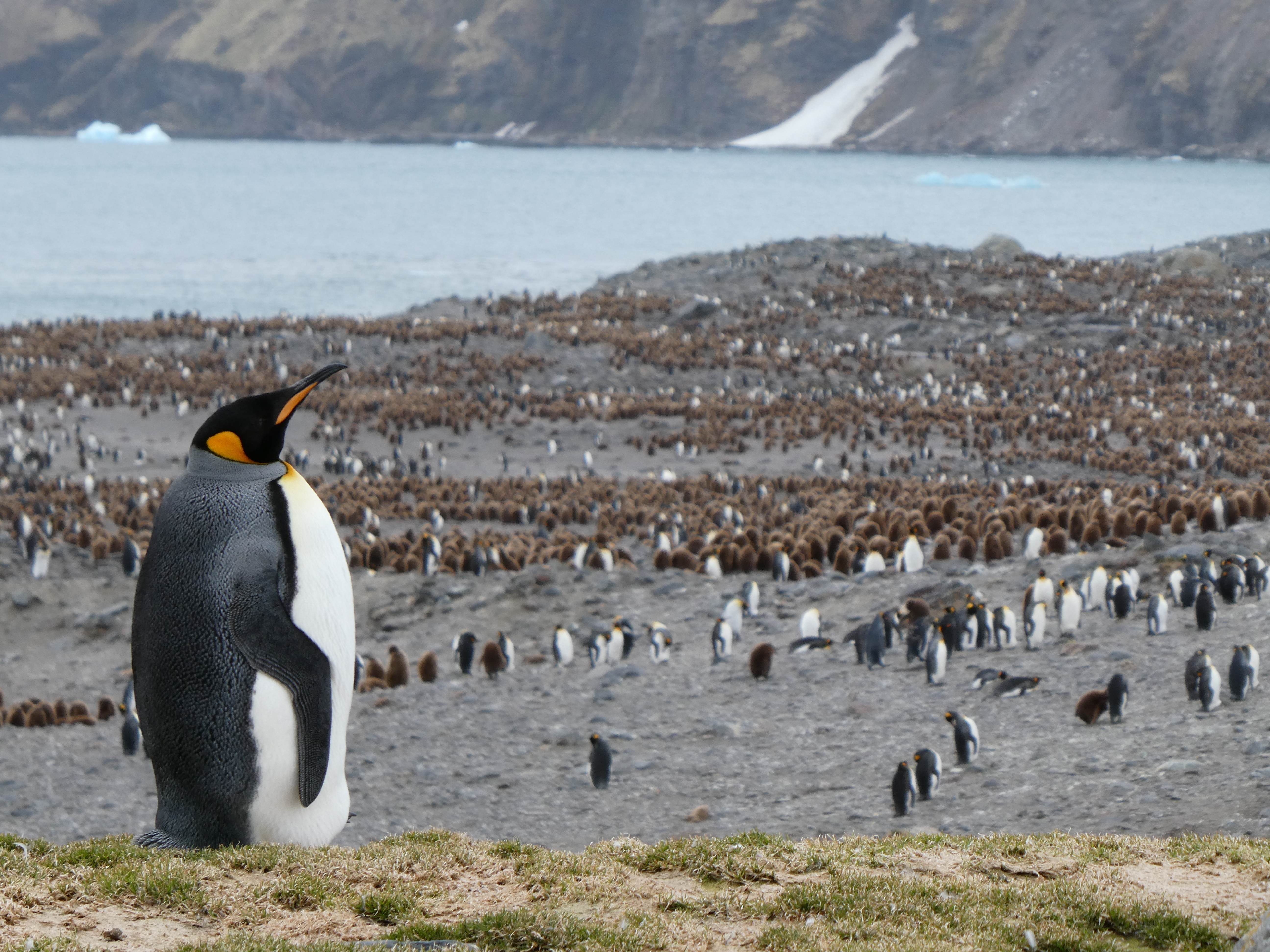 King penguin with rookery in the distance  St Andrews Bay South Georgia