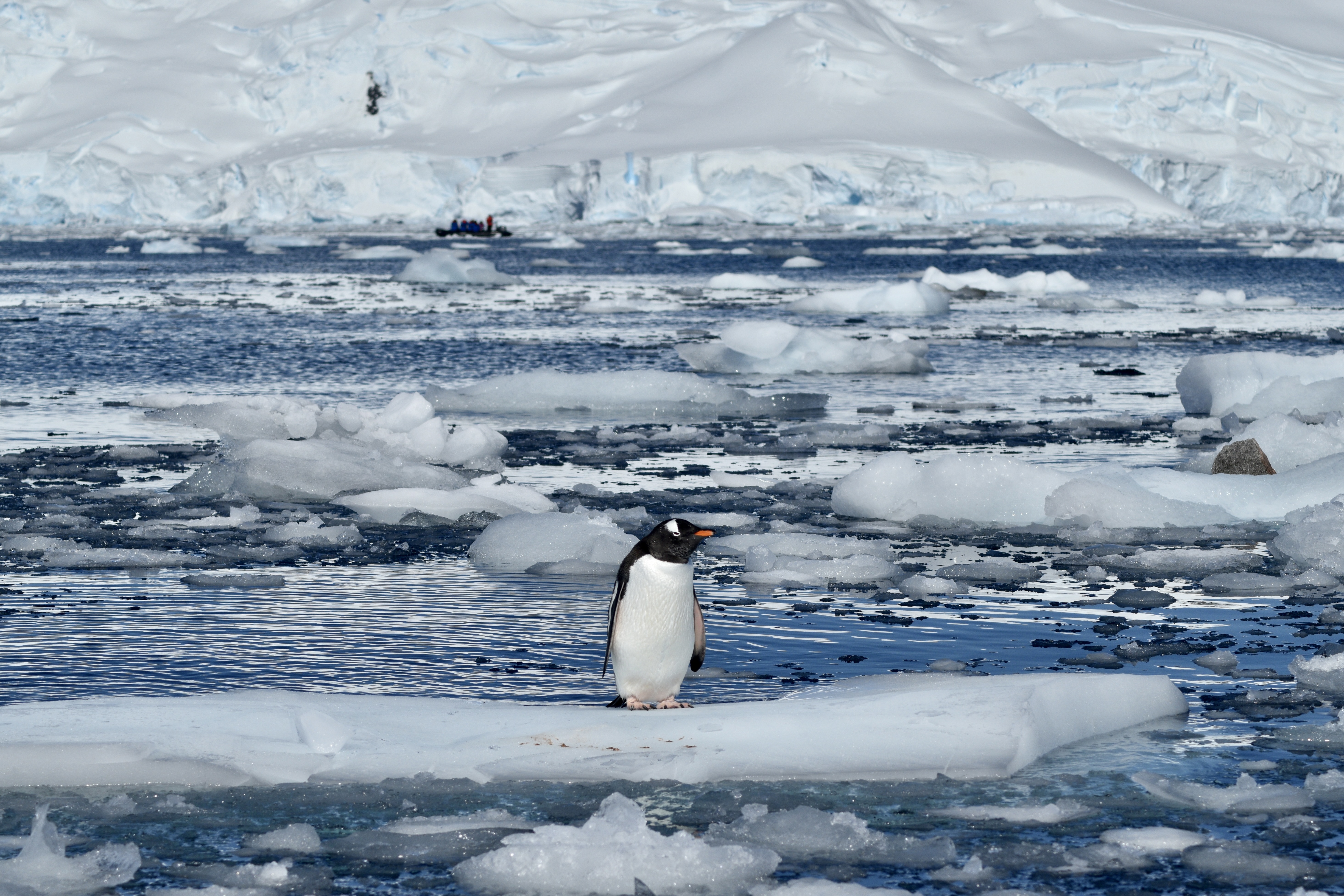A lone gentoo penguin standing on ice at Curtis Bay