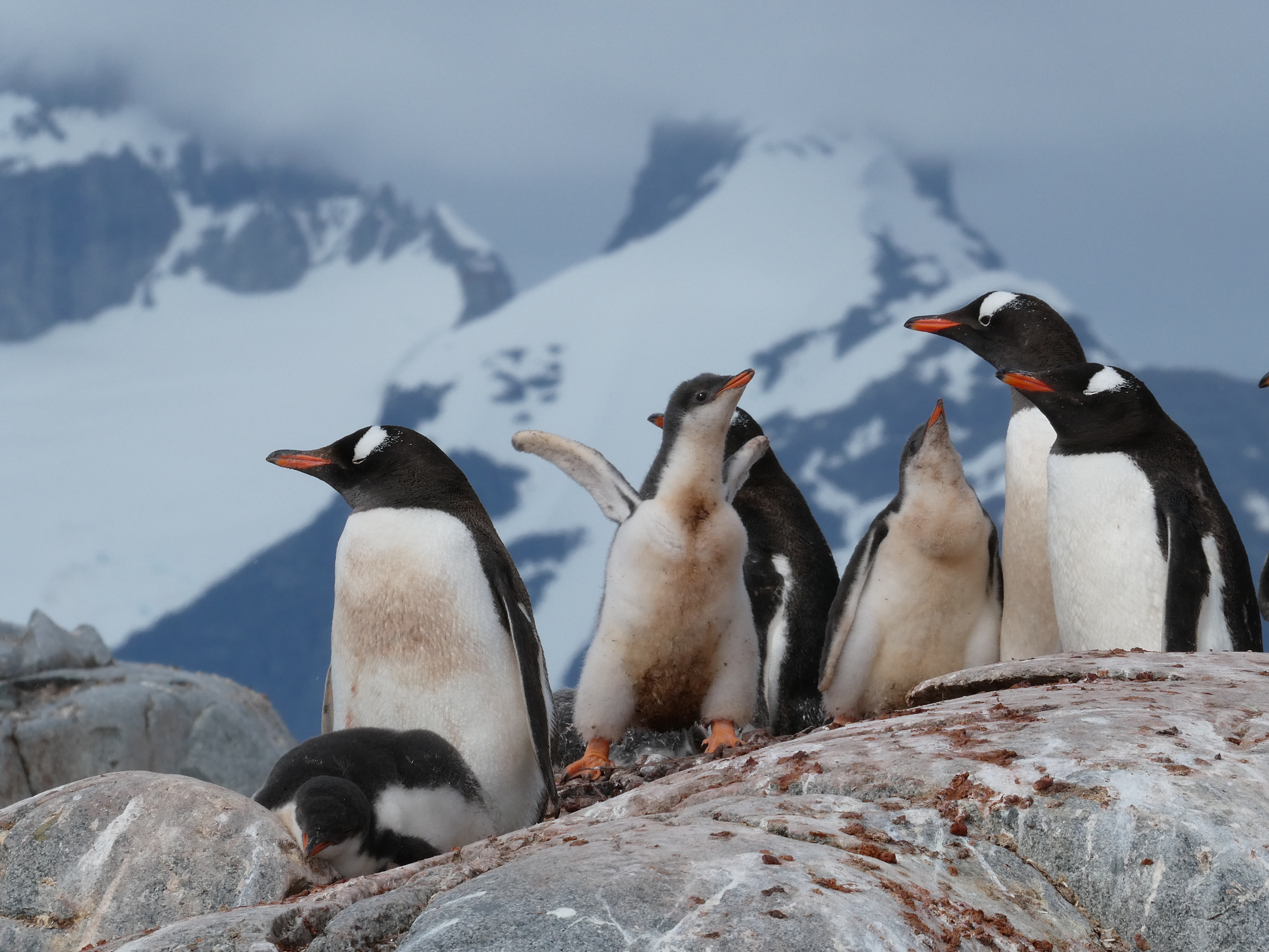 Cruise to the Antarctic Circle