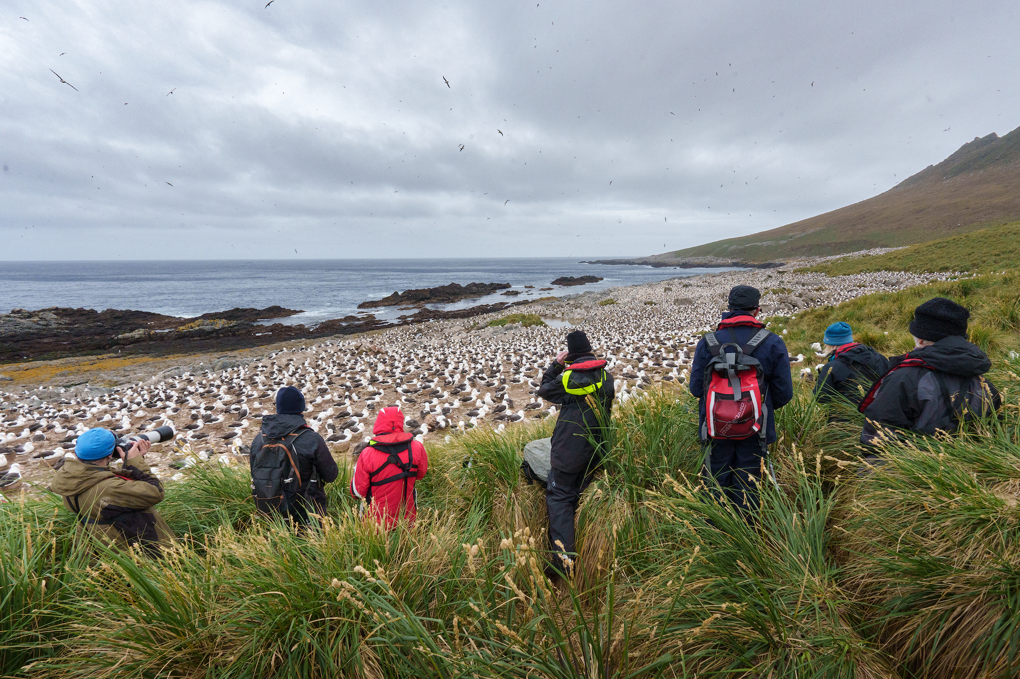 Photographers and onlookers take in the black-browed albatross colony in the Falklands 