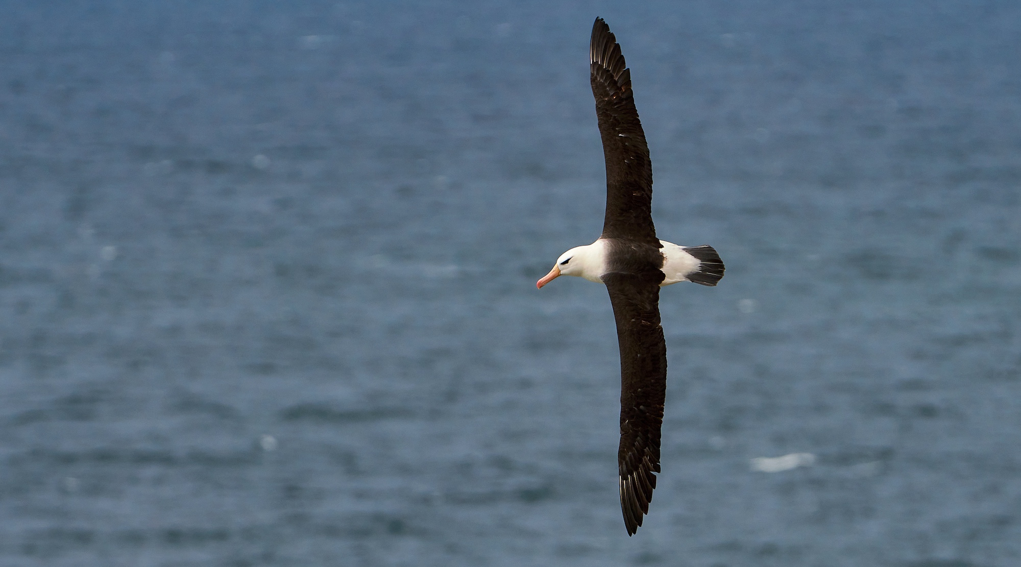 A black-browed albatross spreads its wings in flight