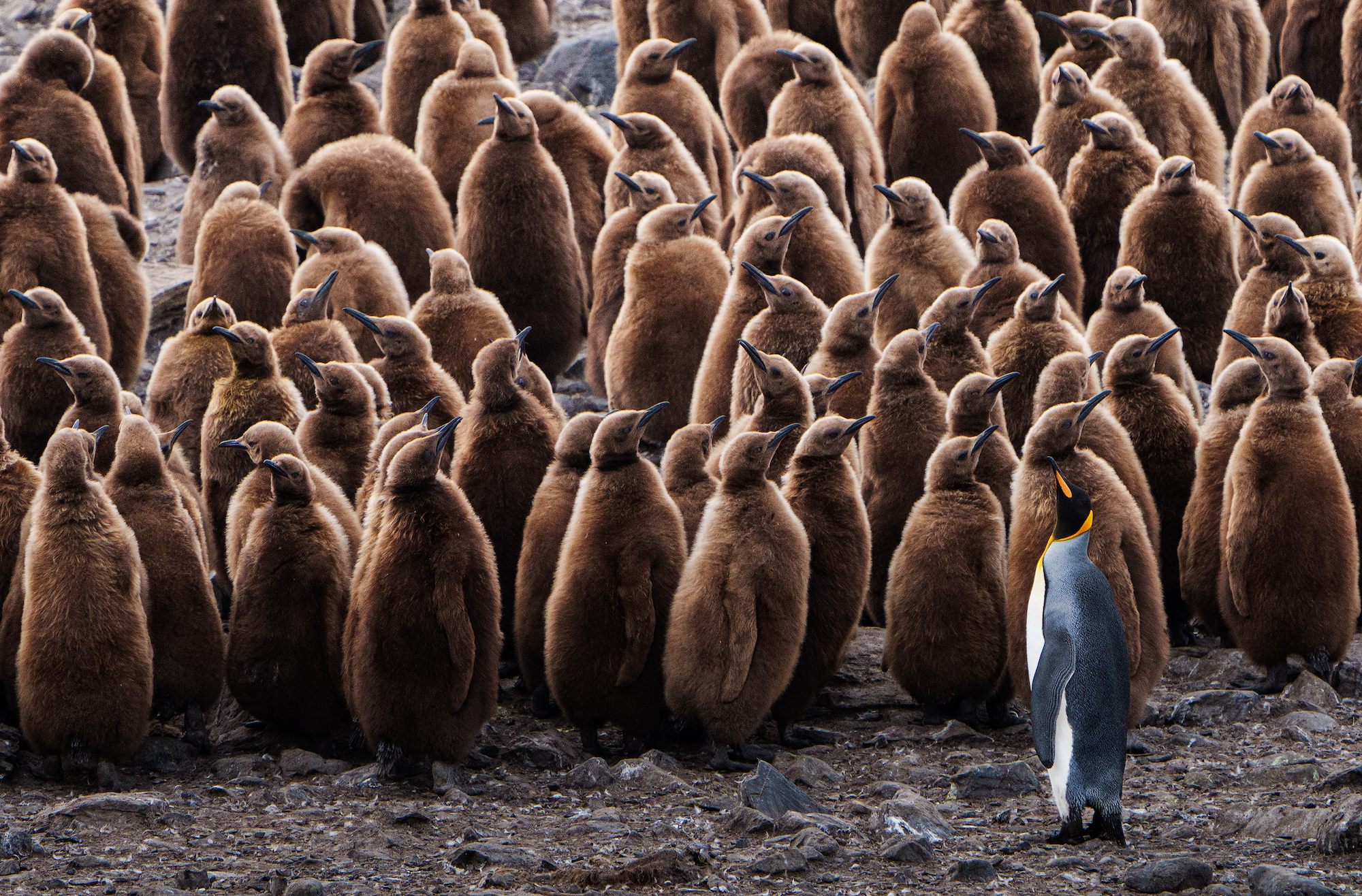 King penguin chicks, South Georgia 