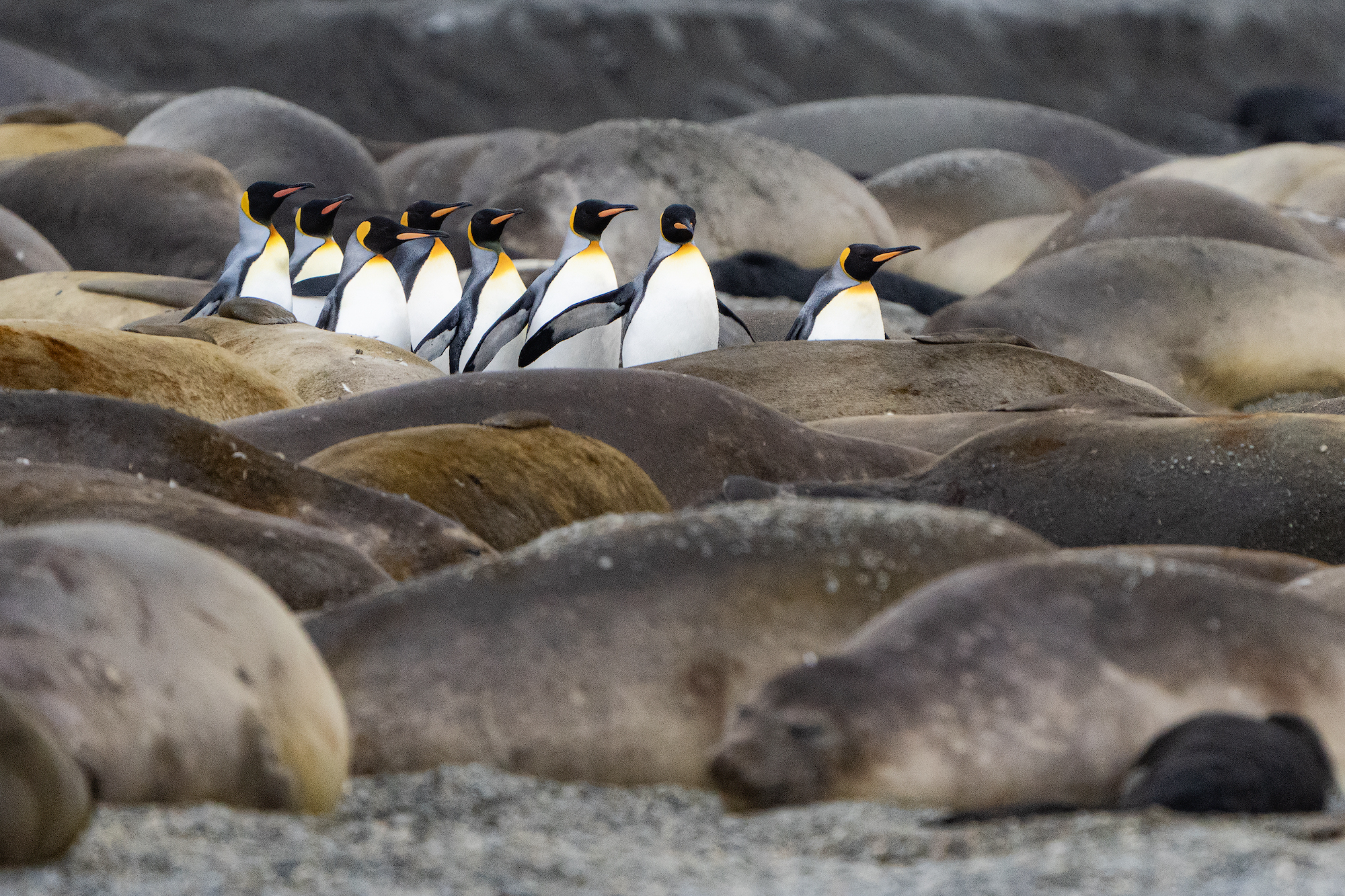 King penguins waddle amid elephant seals, South Georgia
