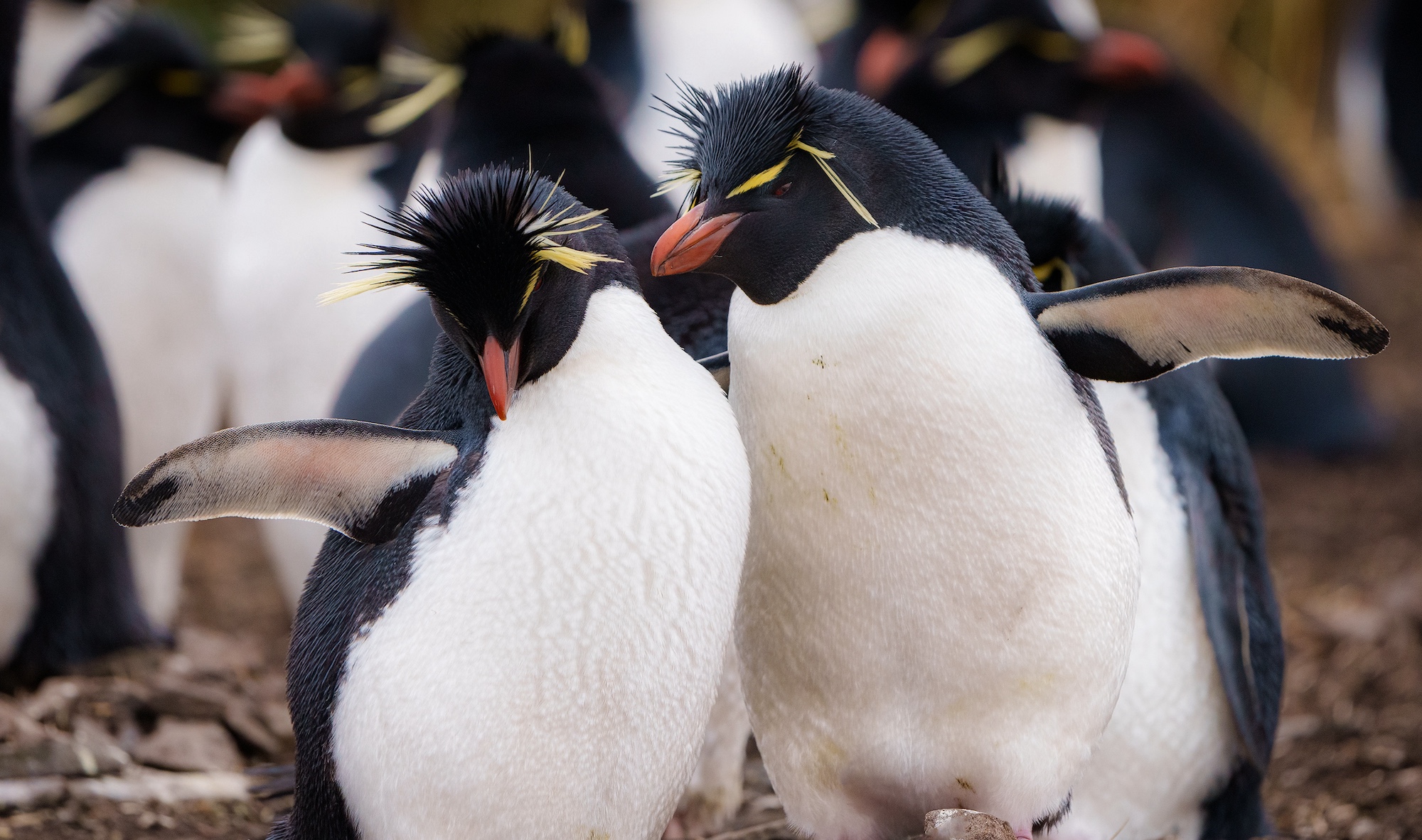 Two rockhopper penguins in the Falklands 