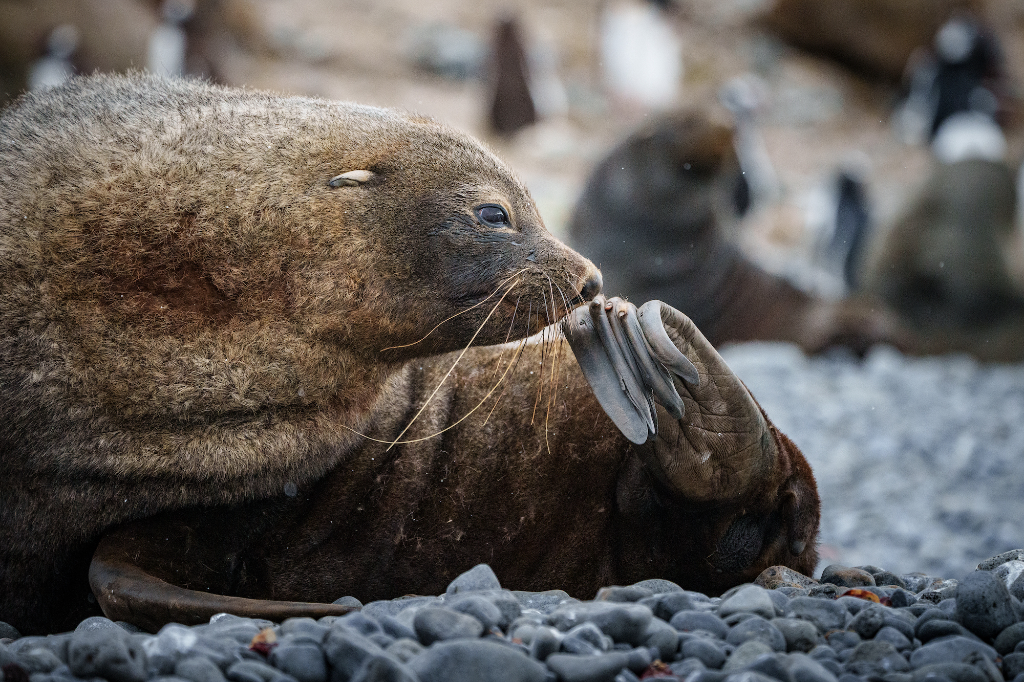 A fur seal scratches an itch in South Georgia 