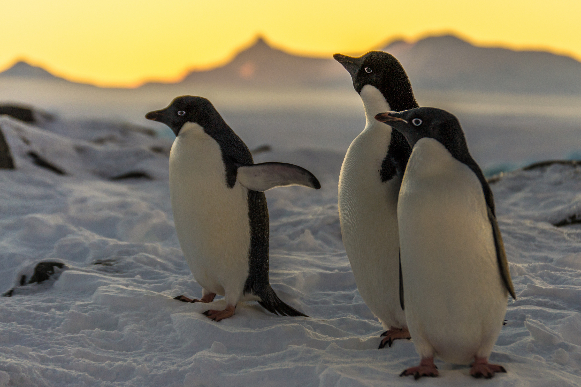 Adelie penguins south of the Antarctic Circle