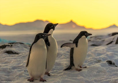 Penguins of Antarctica
