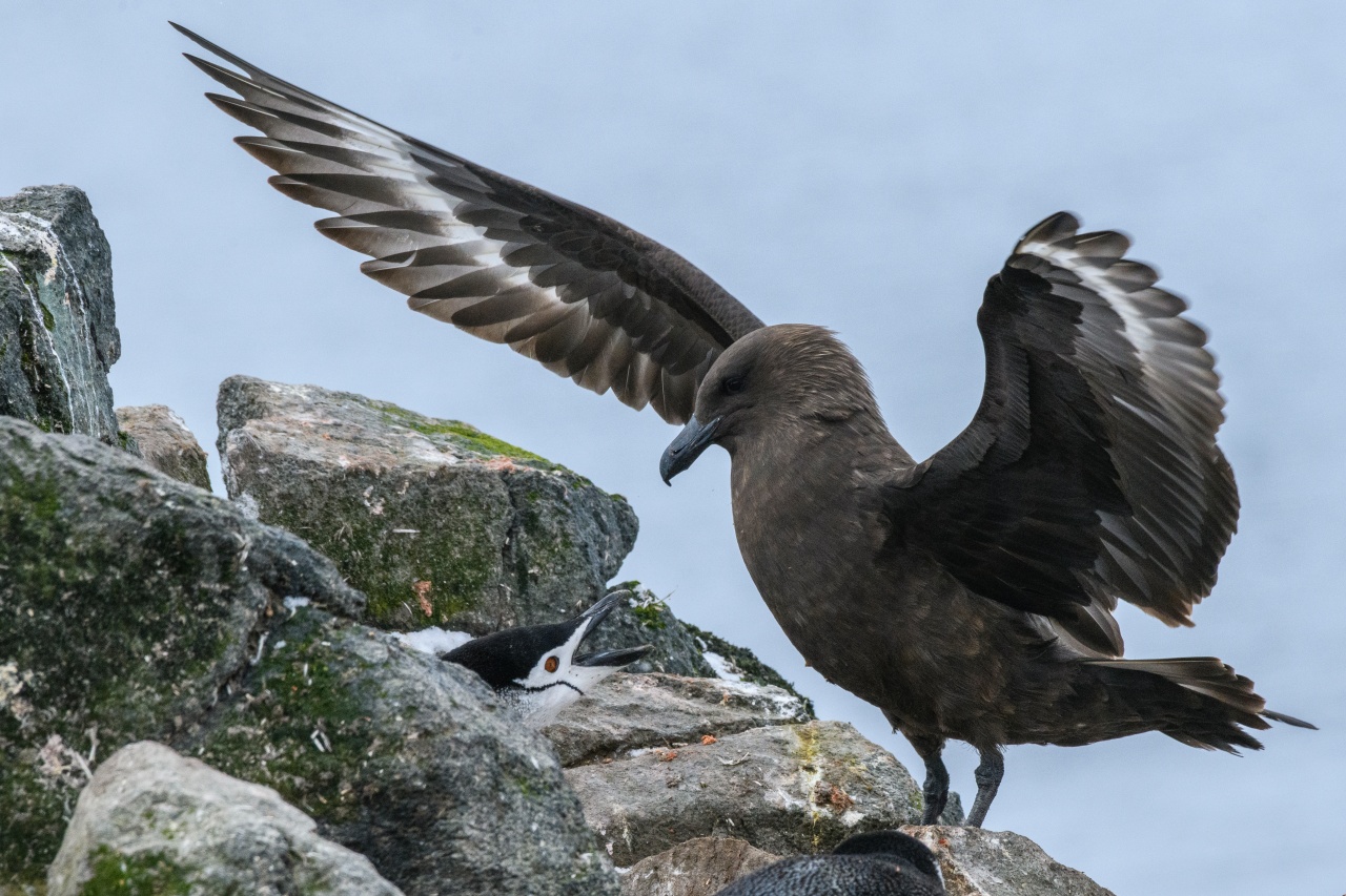 Brown skua and chinstrap penguin, Antarctica