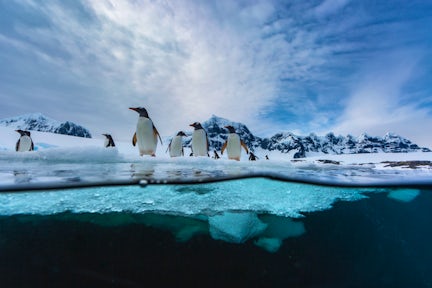 Gentoo penguins heading out to sea, underwater, Antarctica