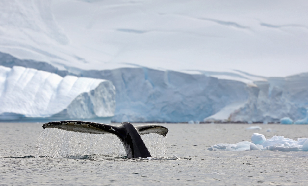 Humpback whale in Paradise Bay, Antarctica
