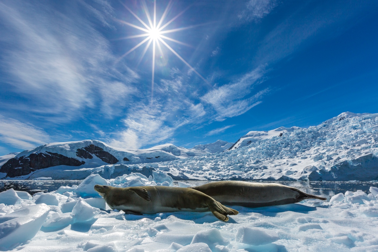 Crabeater seals, Paradise Bay, Antarctica