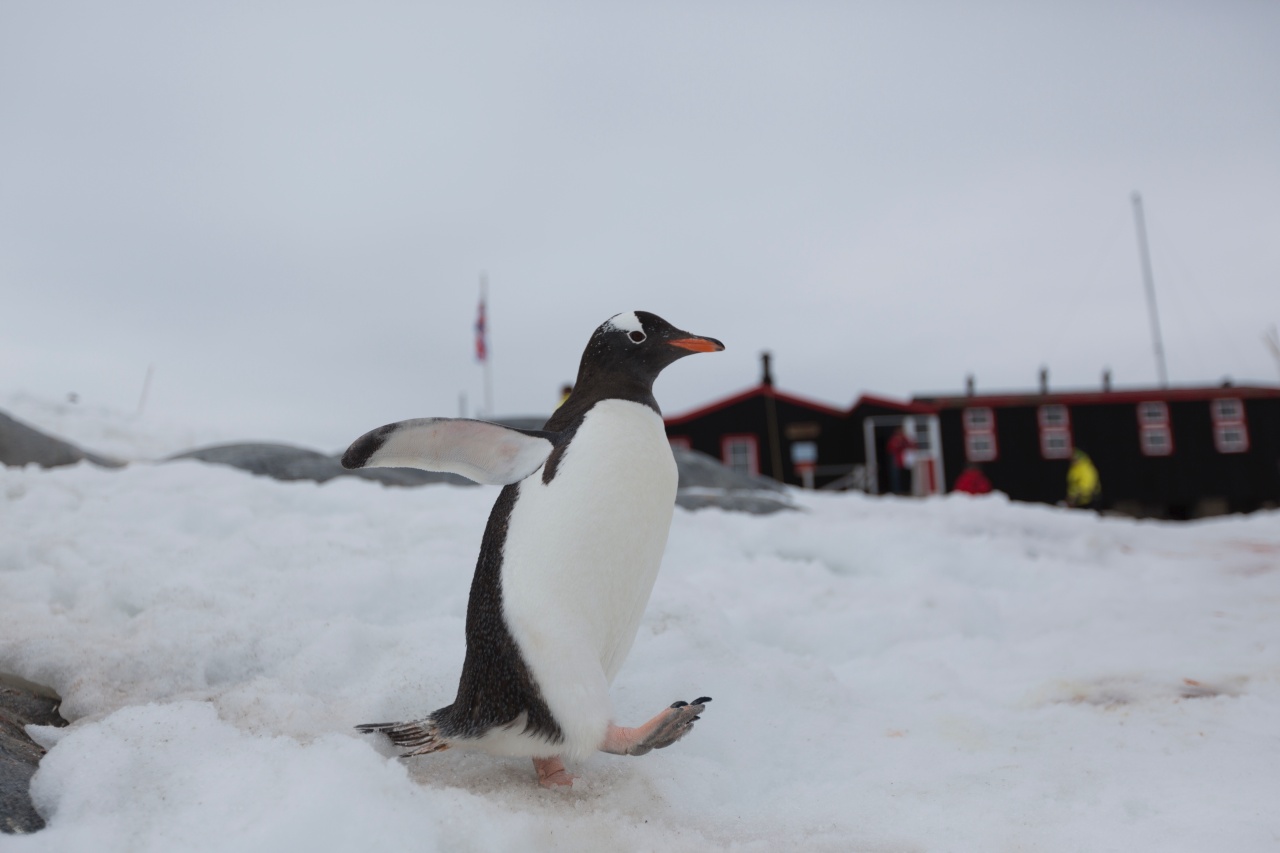 Gentoo penguin at Port Lockroy, Antarctica