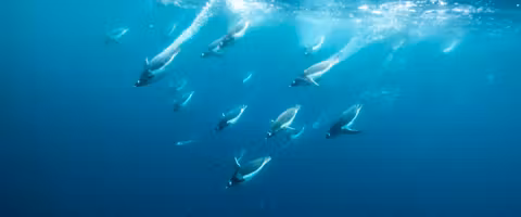 South Shetland Islands & Antarctica Voyage