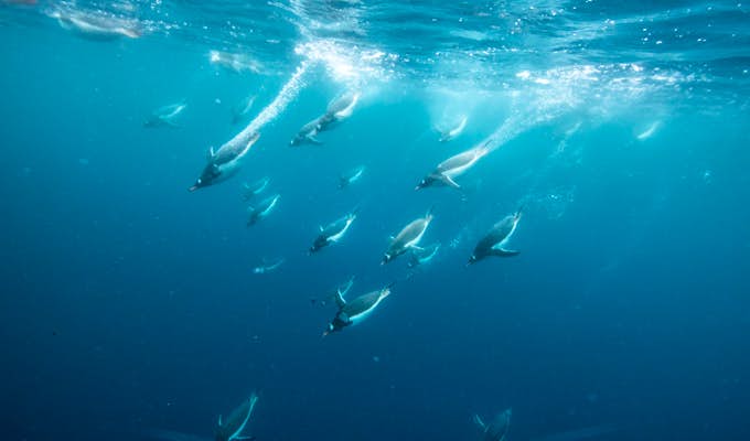 South Shetland Islands & Antarctica Voyage