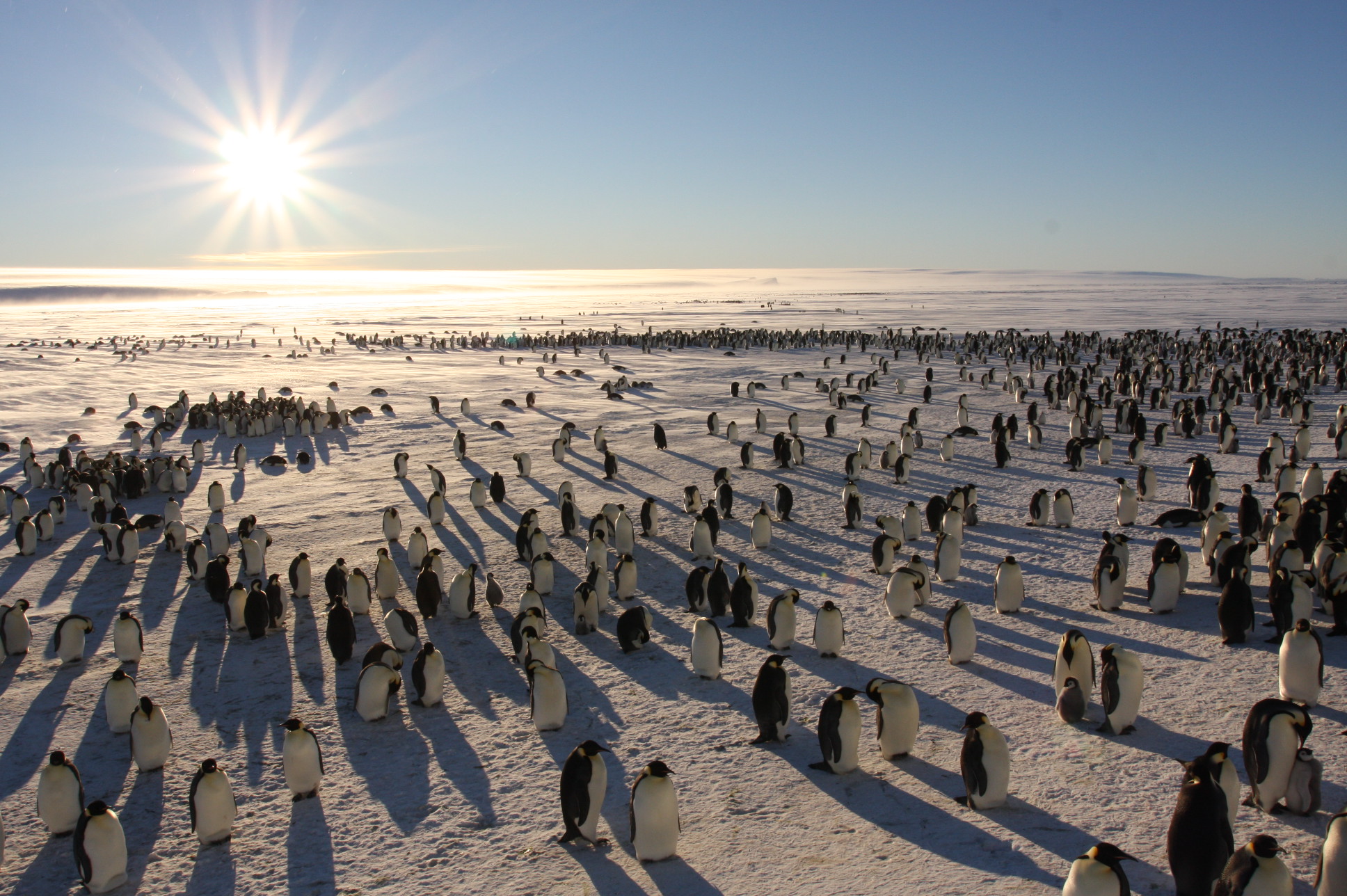 Emperor Penguins
