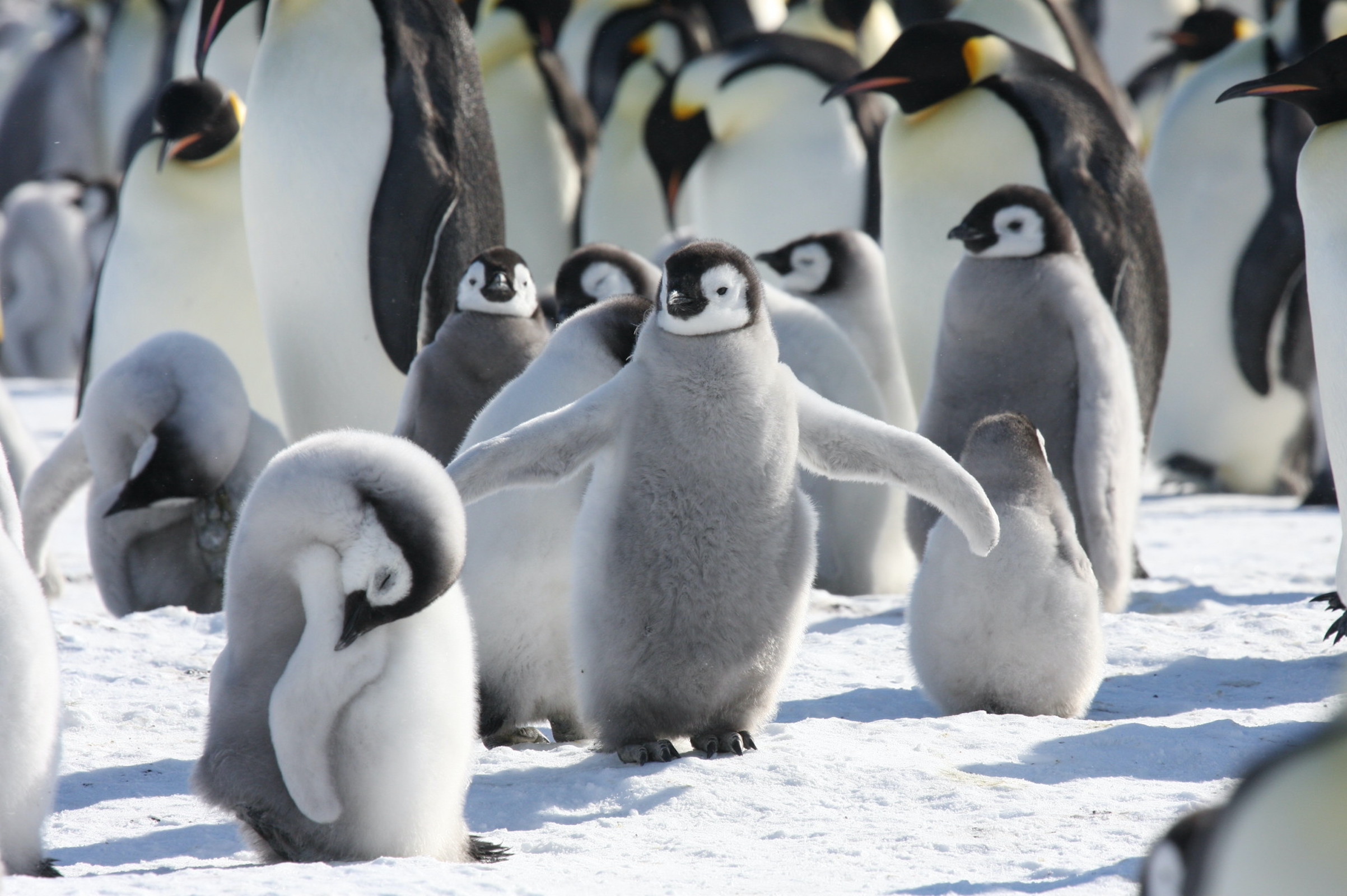 Emperor penguin chicks at Gould Bay in Antarctica