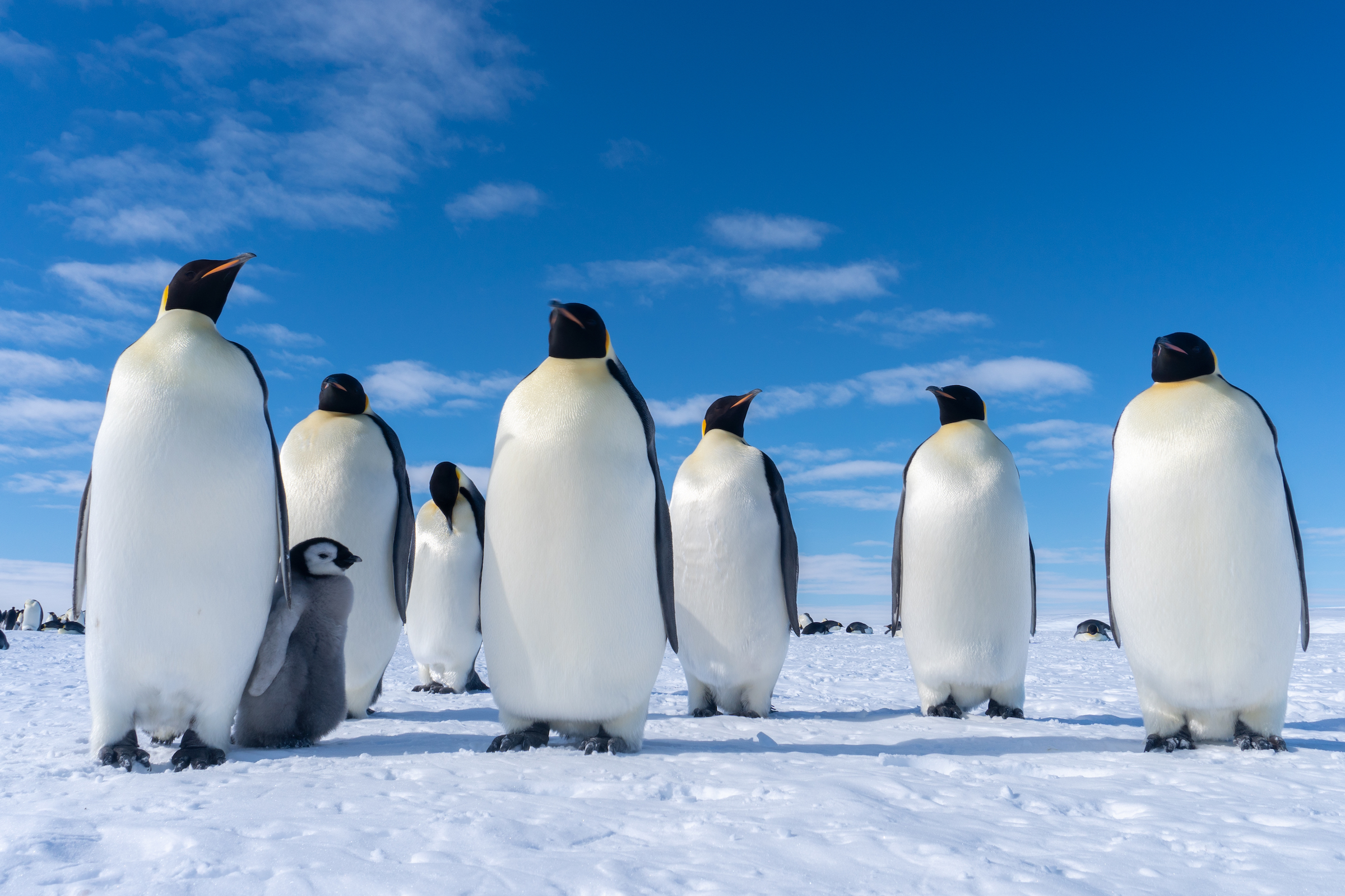 Emperor penguins at Gould Bay, Antarctica