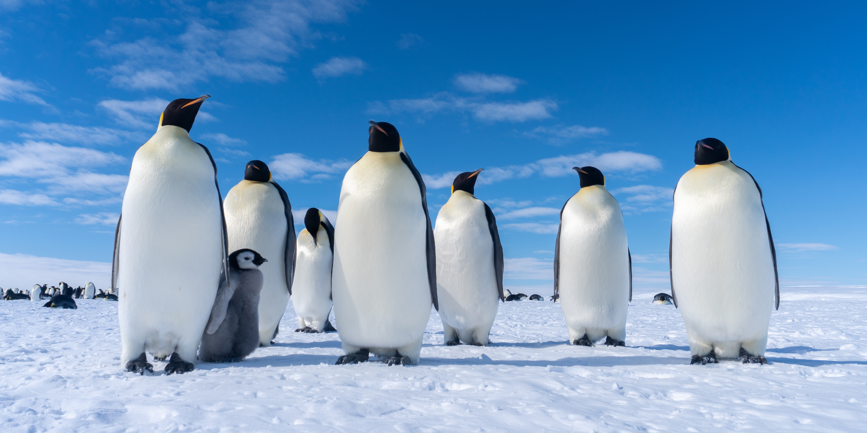 Emperor Penguins