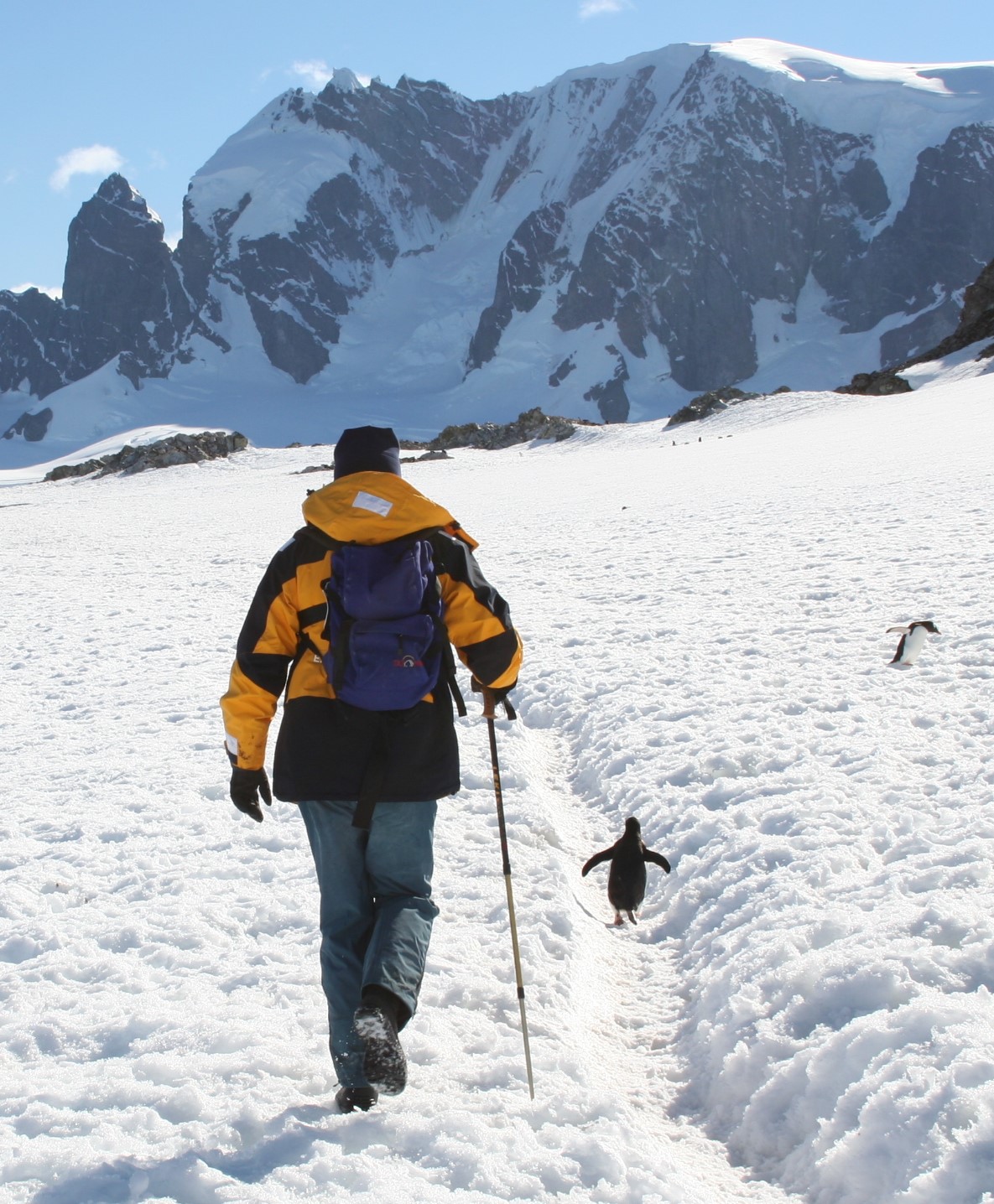 Antarctica Cruises offer the chance to explore the 7th continent