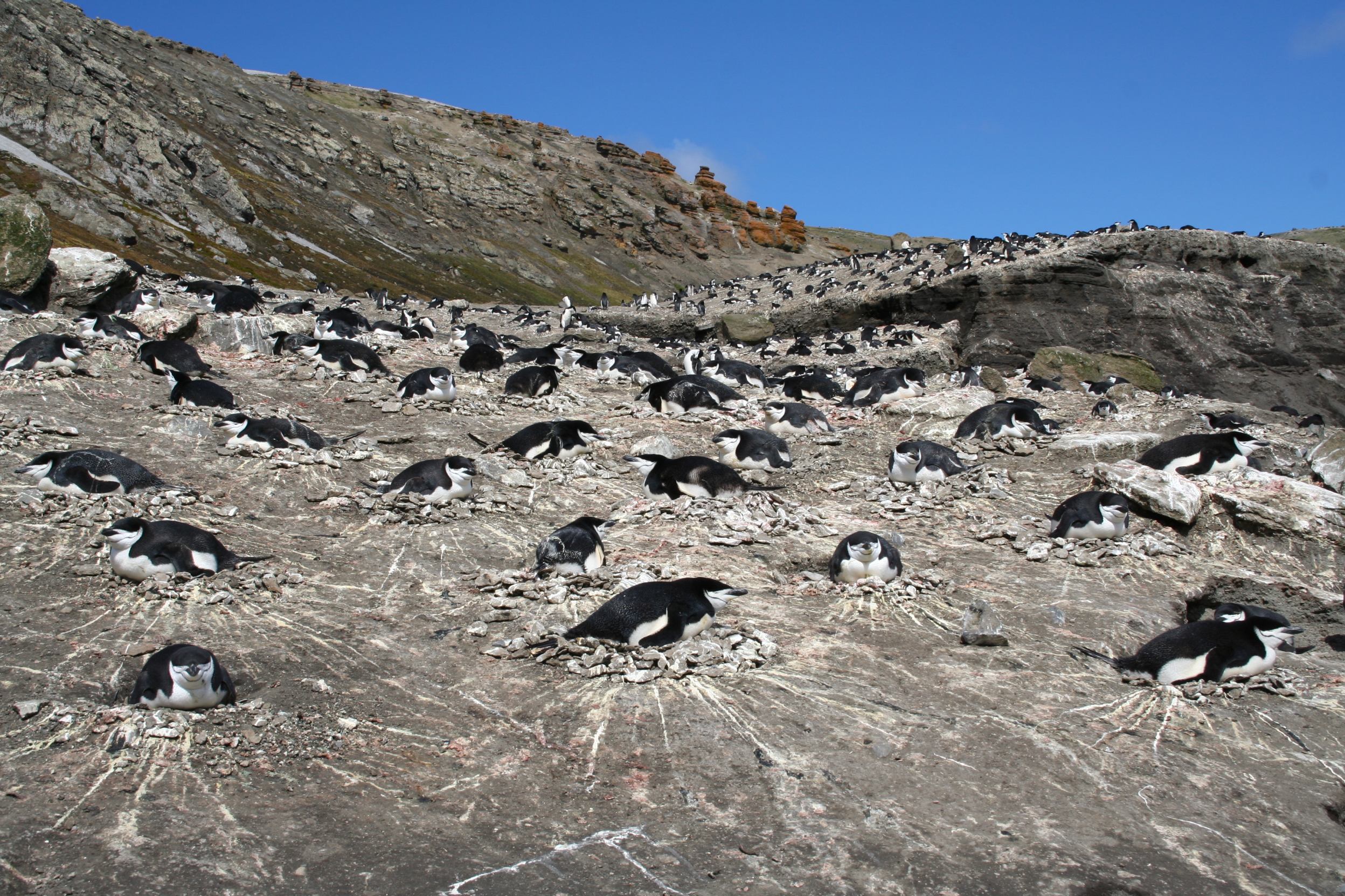 A colony of nesting chinstrap penguins at Baily Head, South Shetland Islands, Antarctica