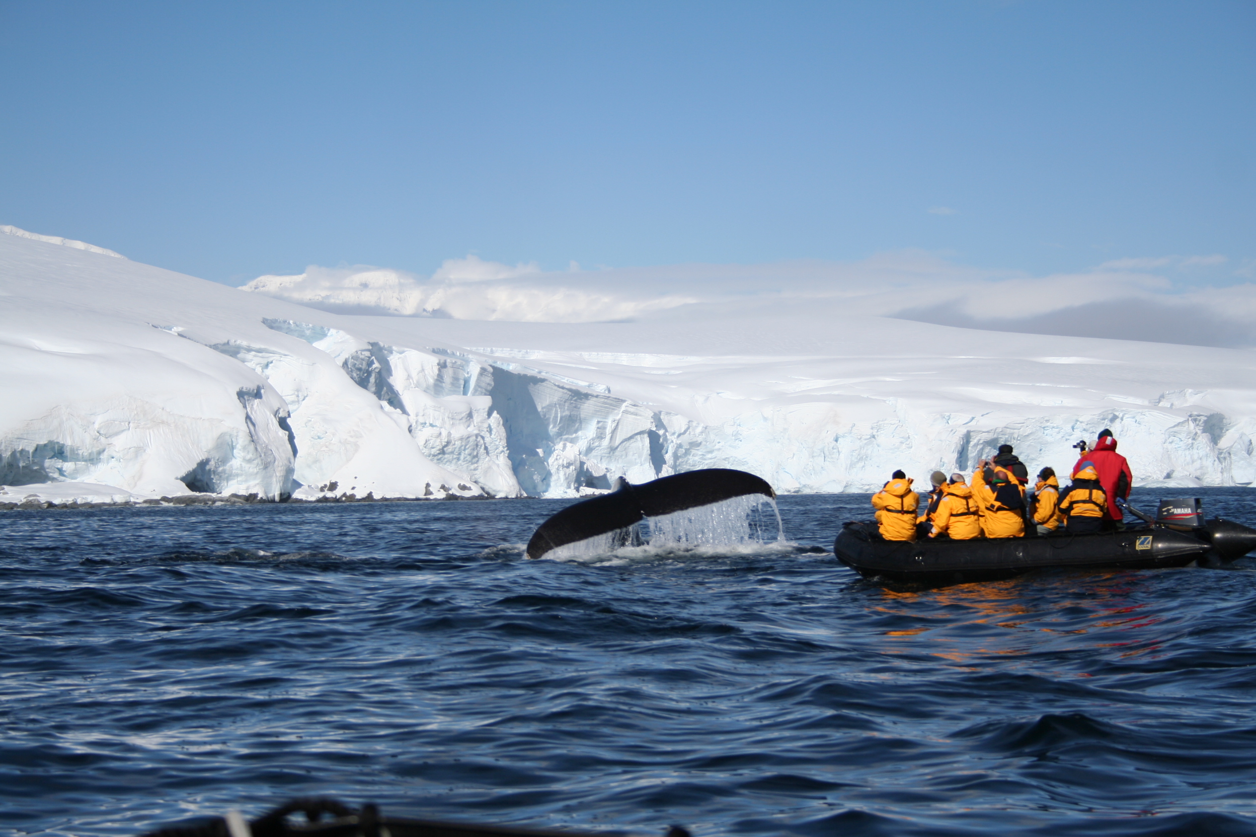 Looking at diving humpback whales from the Zodiac, Melchior Islands, Antarctica
