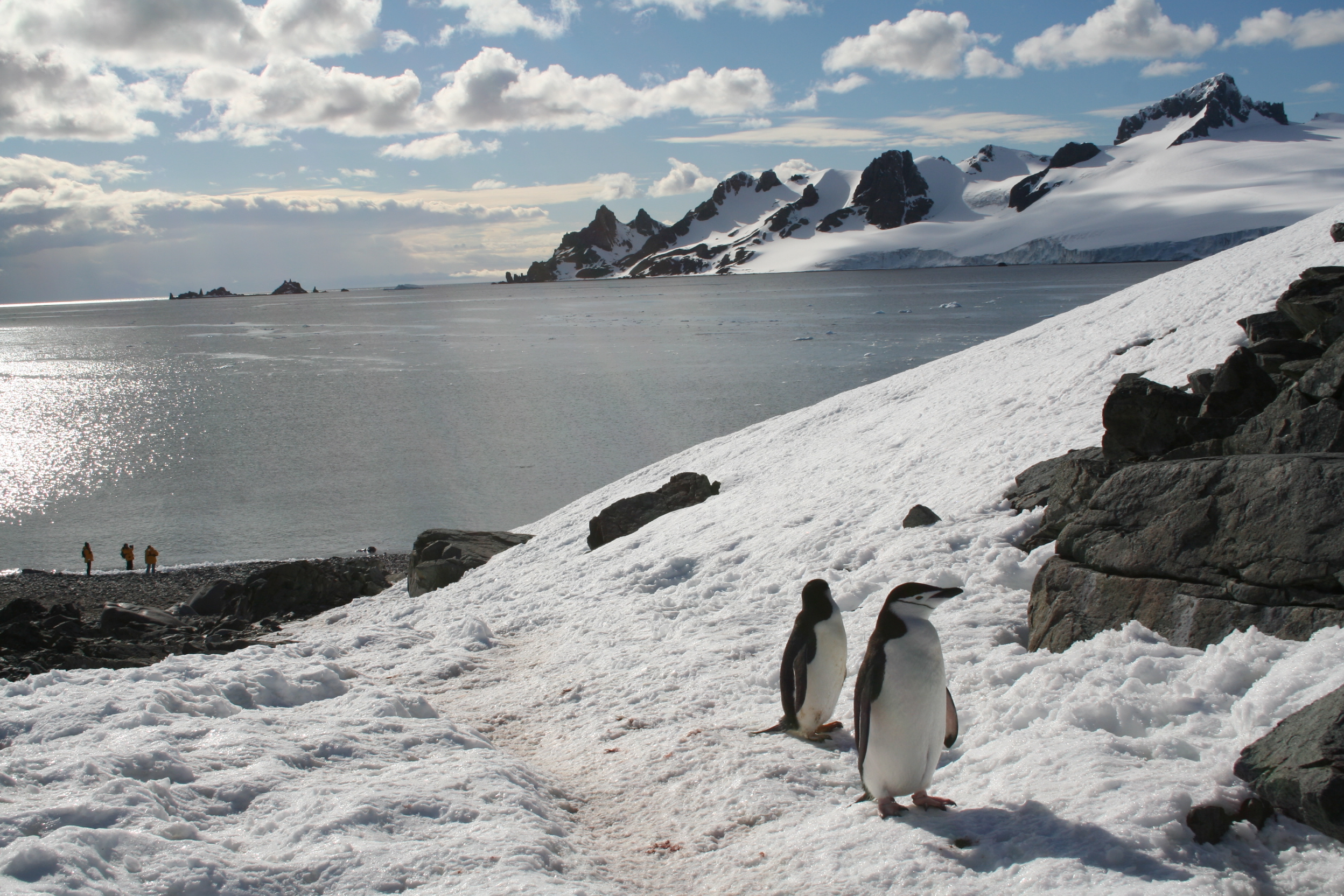 Antarctic Wildlife