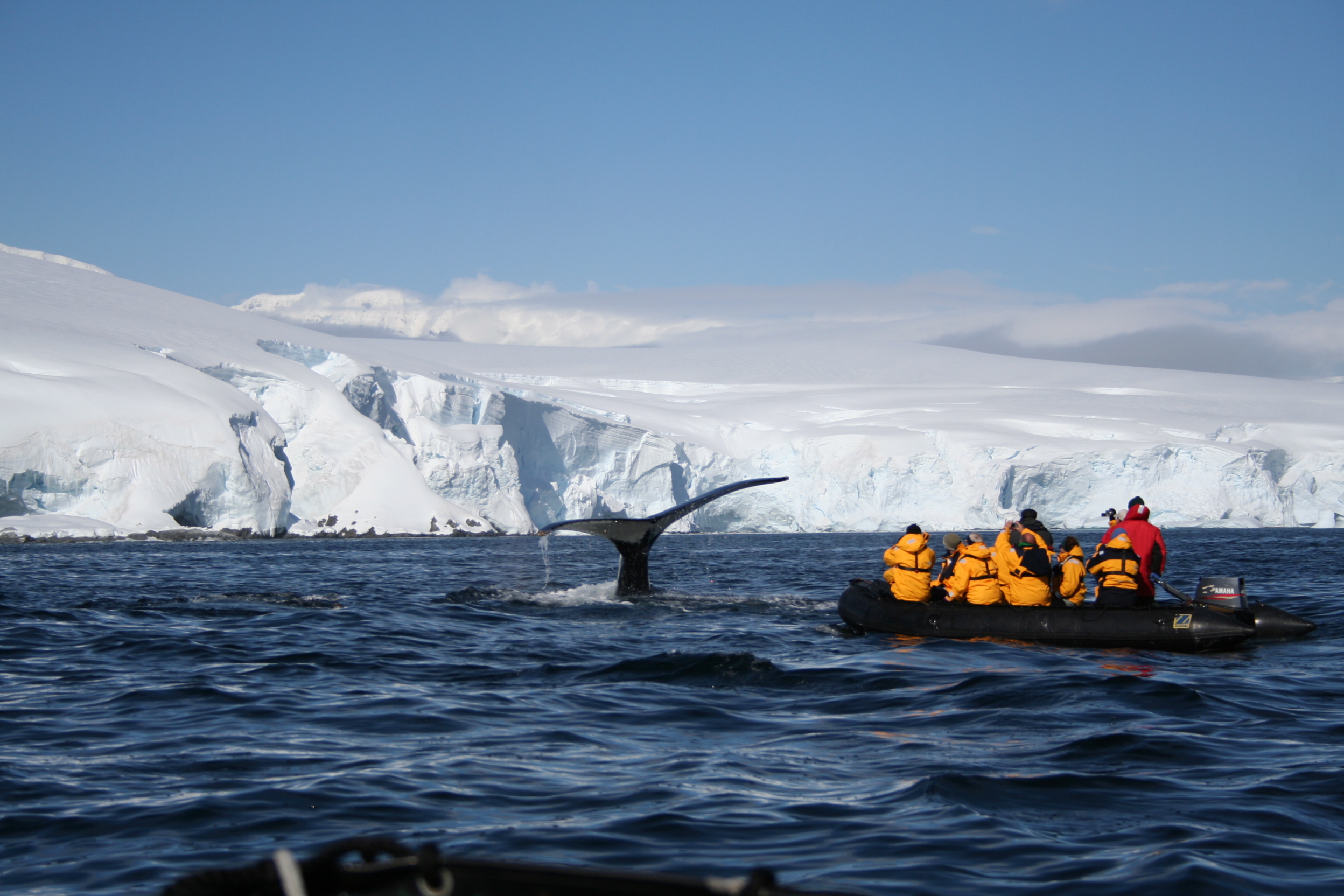 Diving humpback whale, Melchior Islands