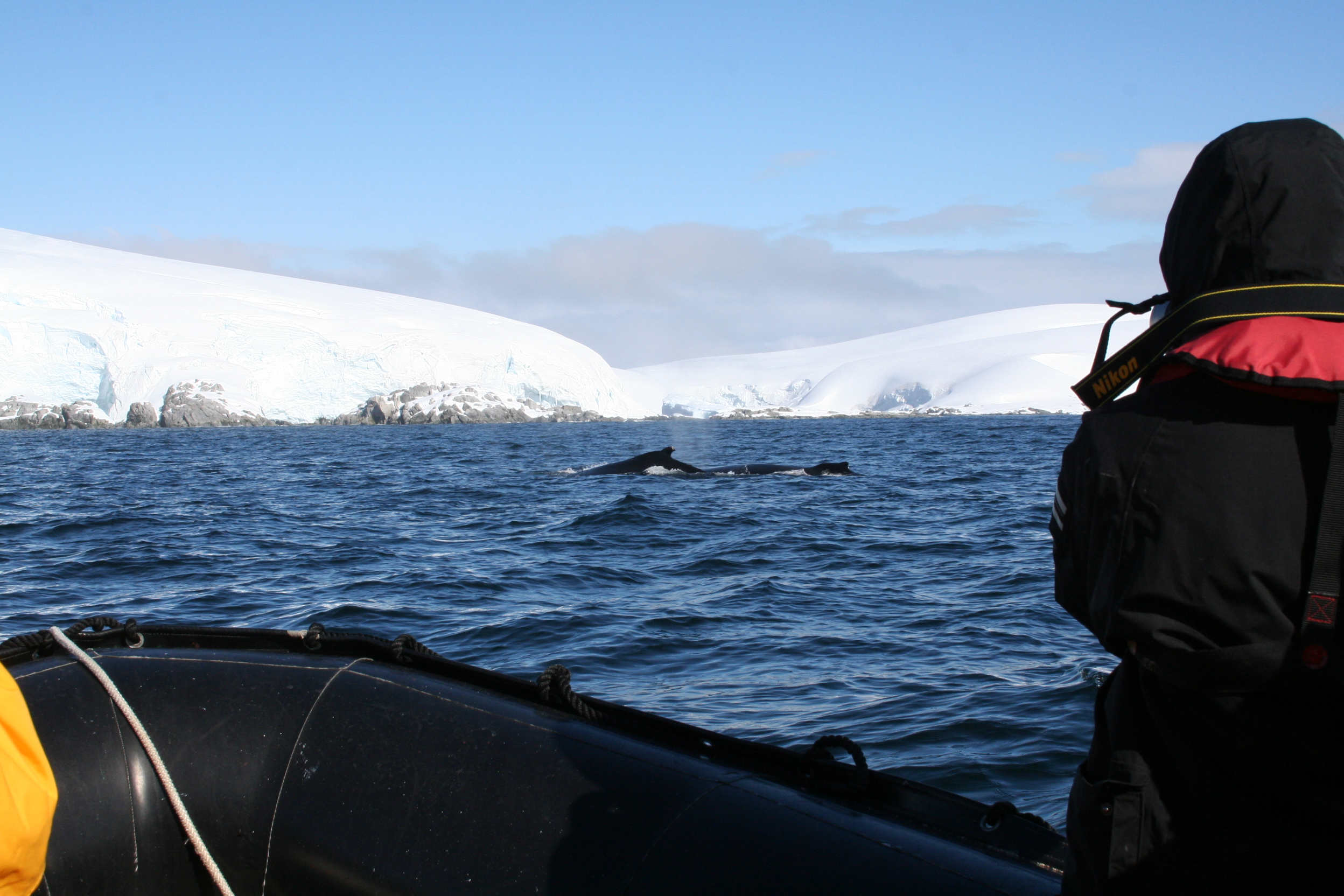 Photographing whales from a zodiac boat, Antarctica
