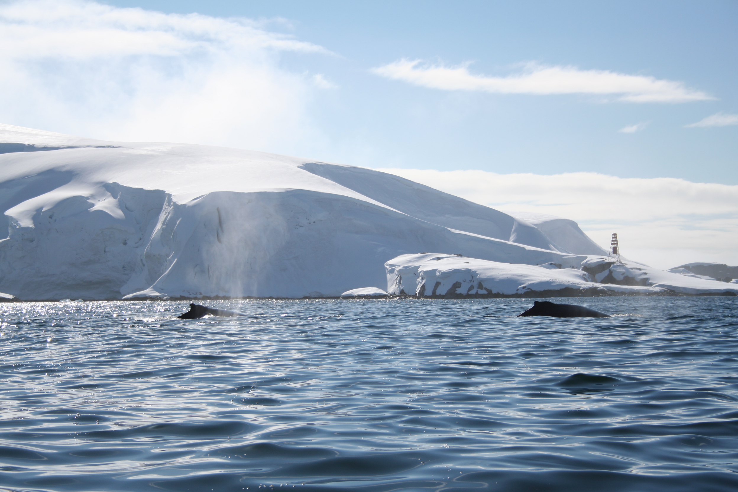 Antarctica Cruises offer the chance to spot whales