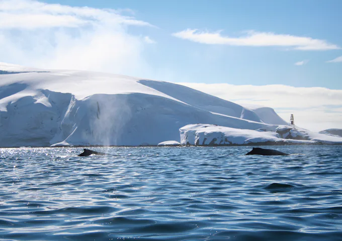 Antarctica Cruises offer the chance to spot whales