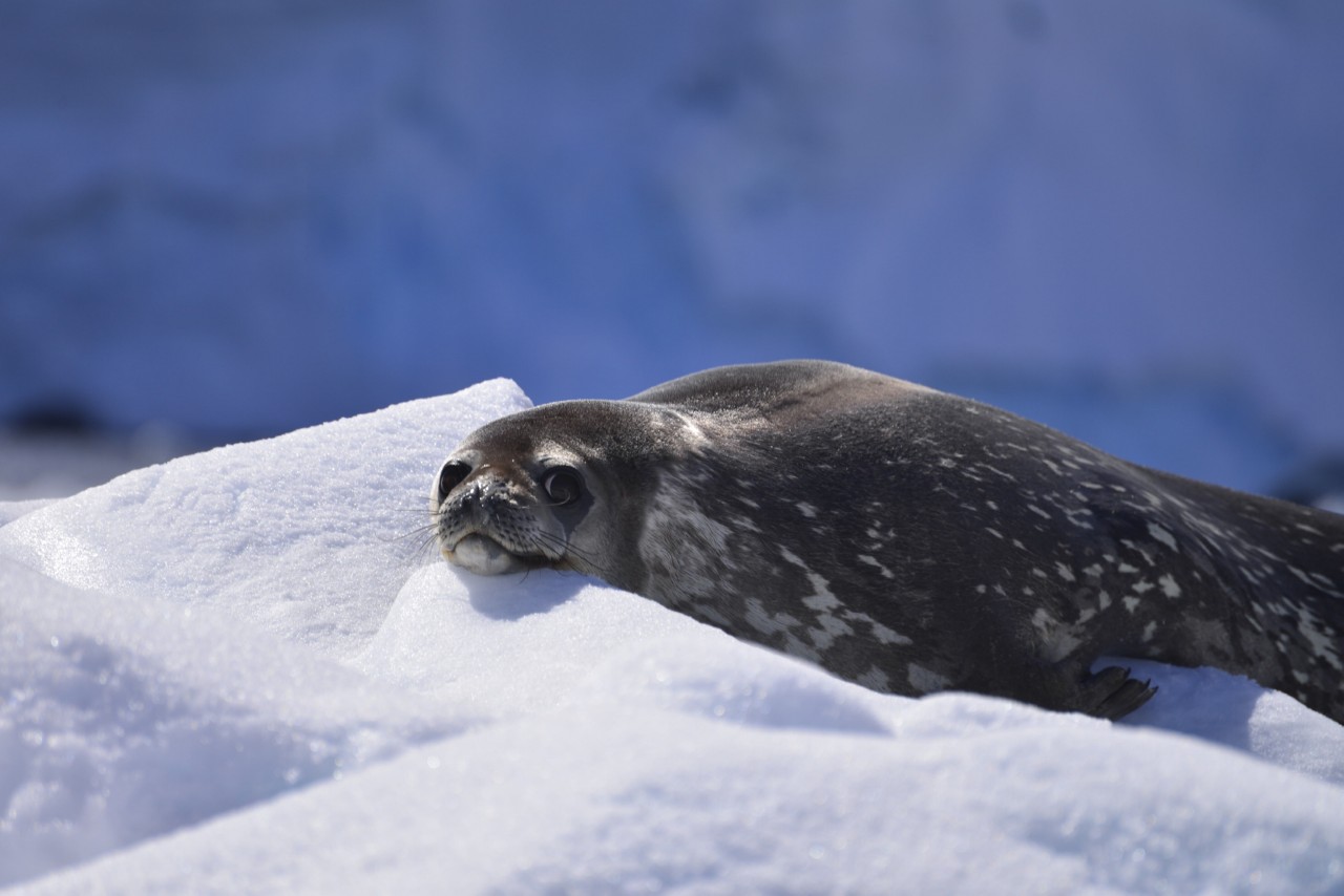 Antarctic Peninsula Expedition