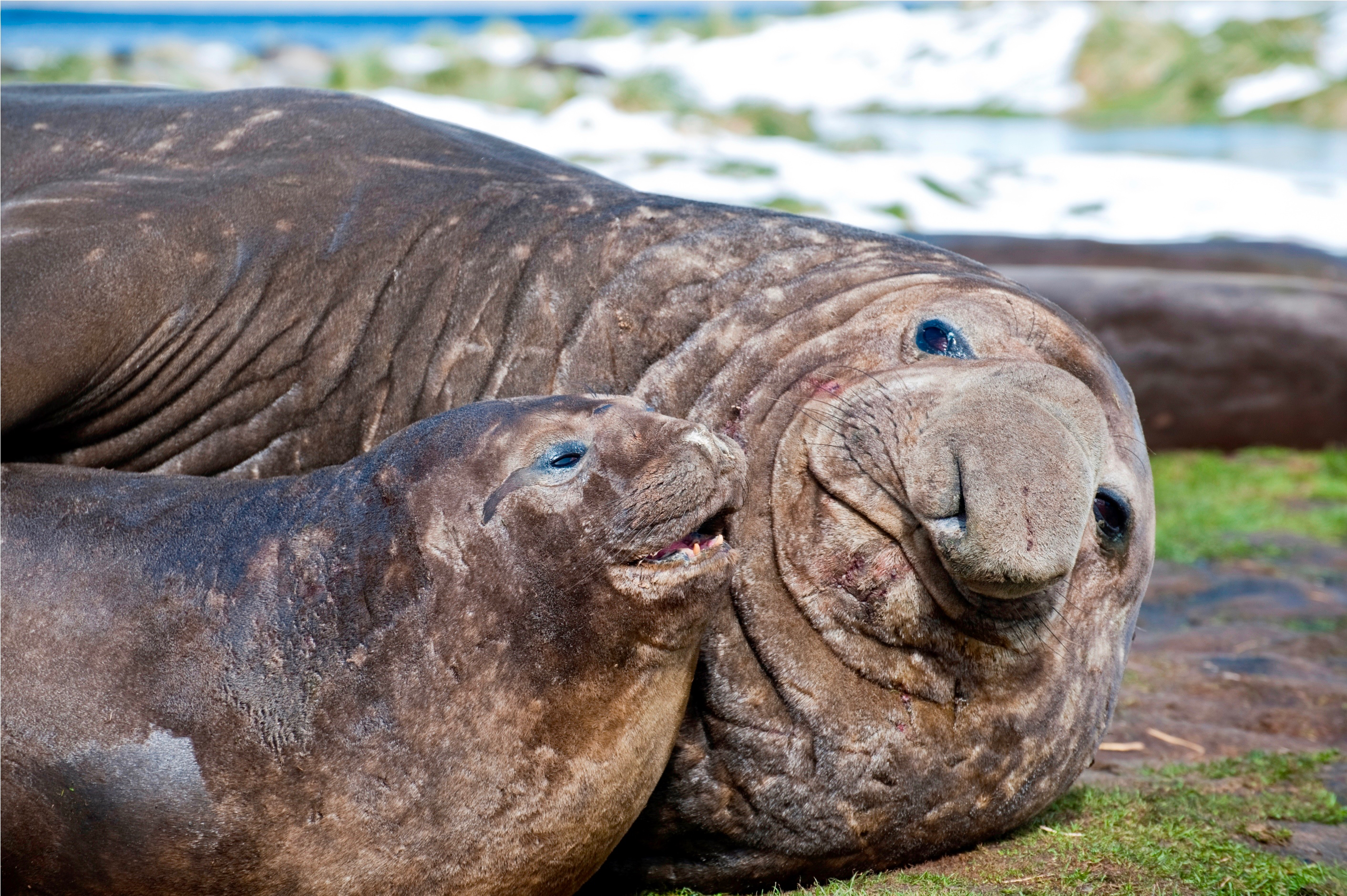 Elephant seal and pup, South Georgia, Antarctica