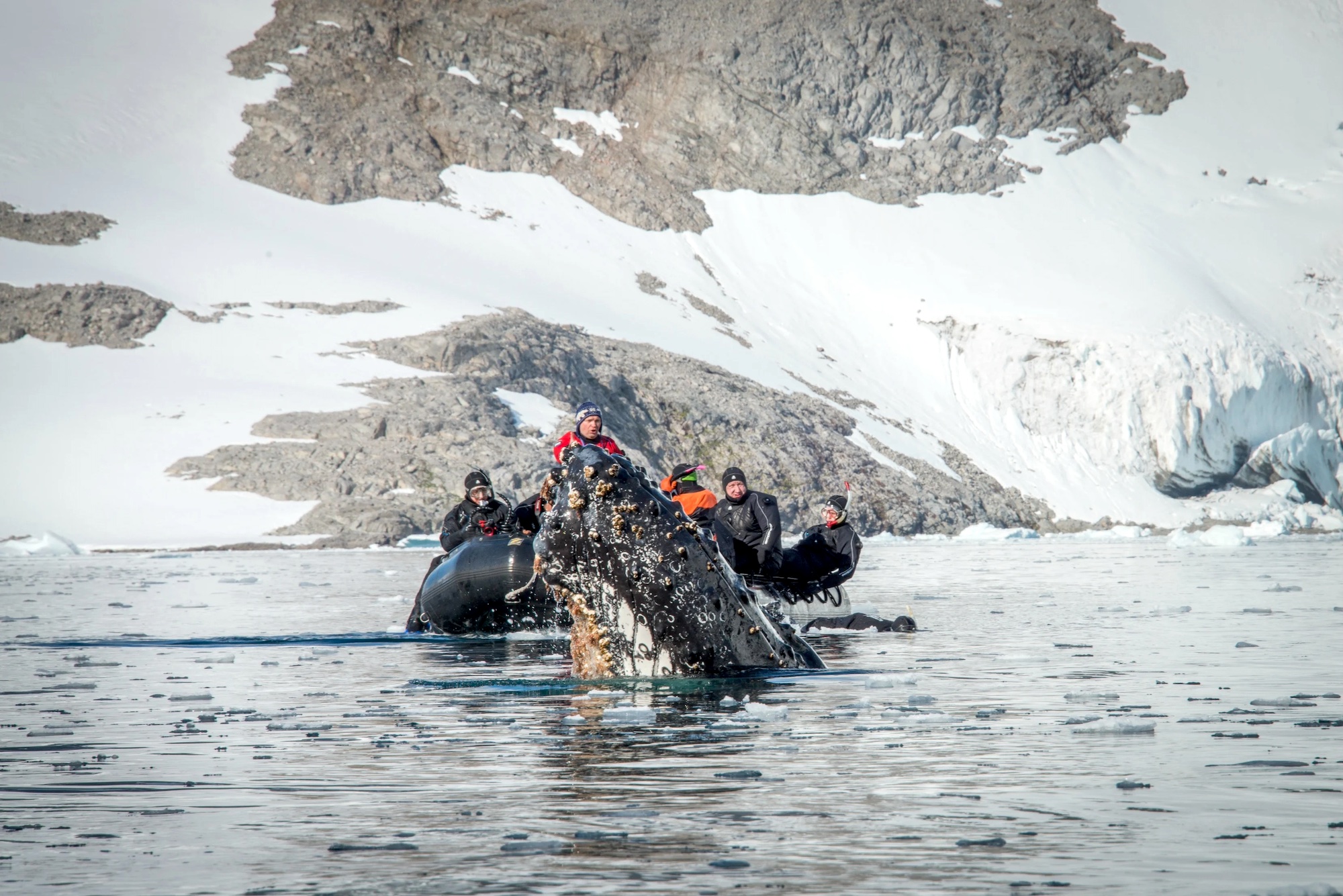 Polar scuba divers see a whale in Antarctica